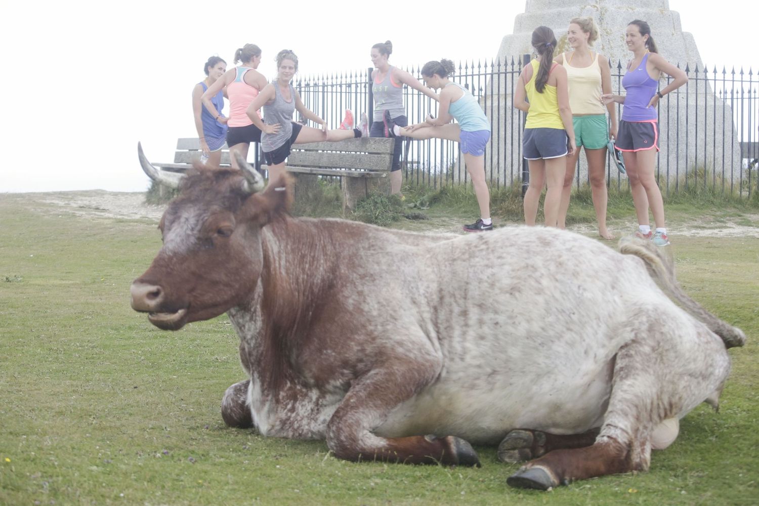 Several cows resting on grass with people visible in the background.