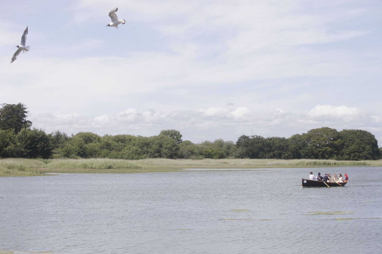 Seagulls flying over a serene lake landscape with trees in the background.
