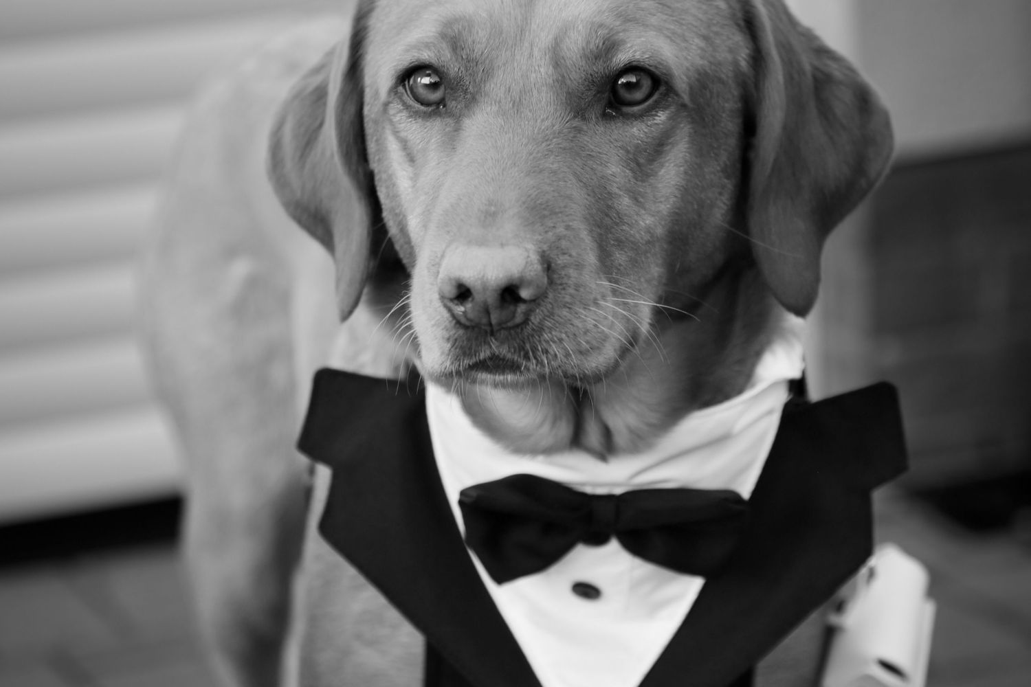 Dog wearing a formal black bowtie and tuxedo collar in black and white portrait.