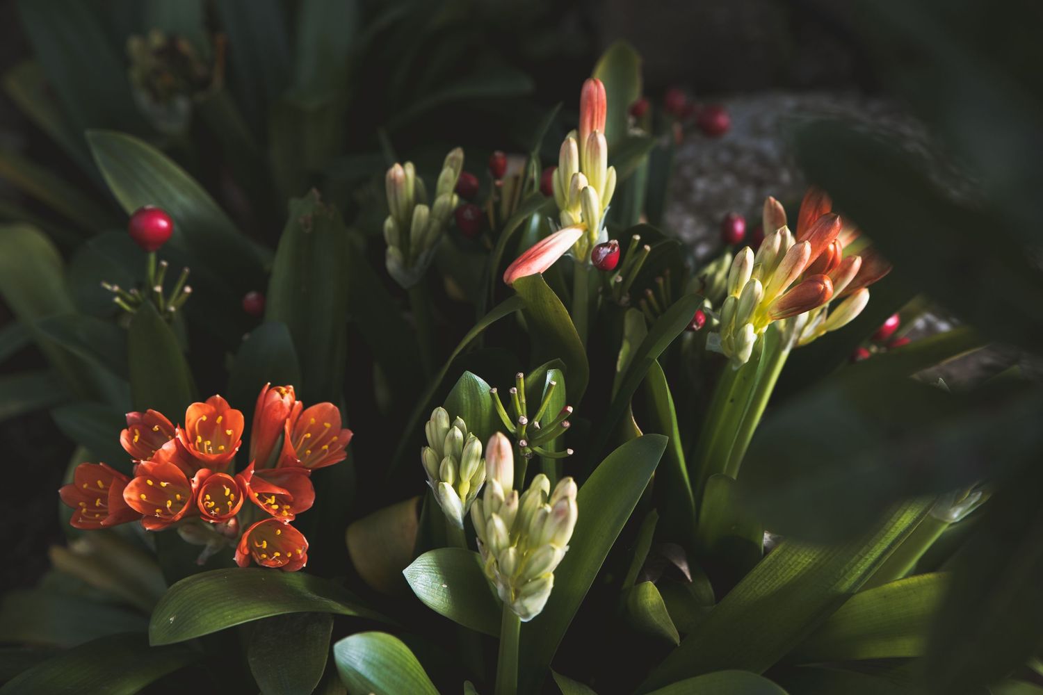 Close-up of vibrant orange and white flower buds with lush green leaves in a moody, dark botanical setting.