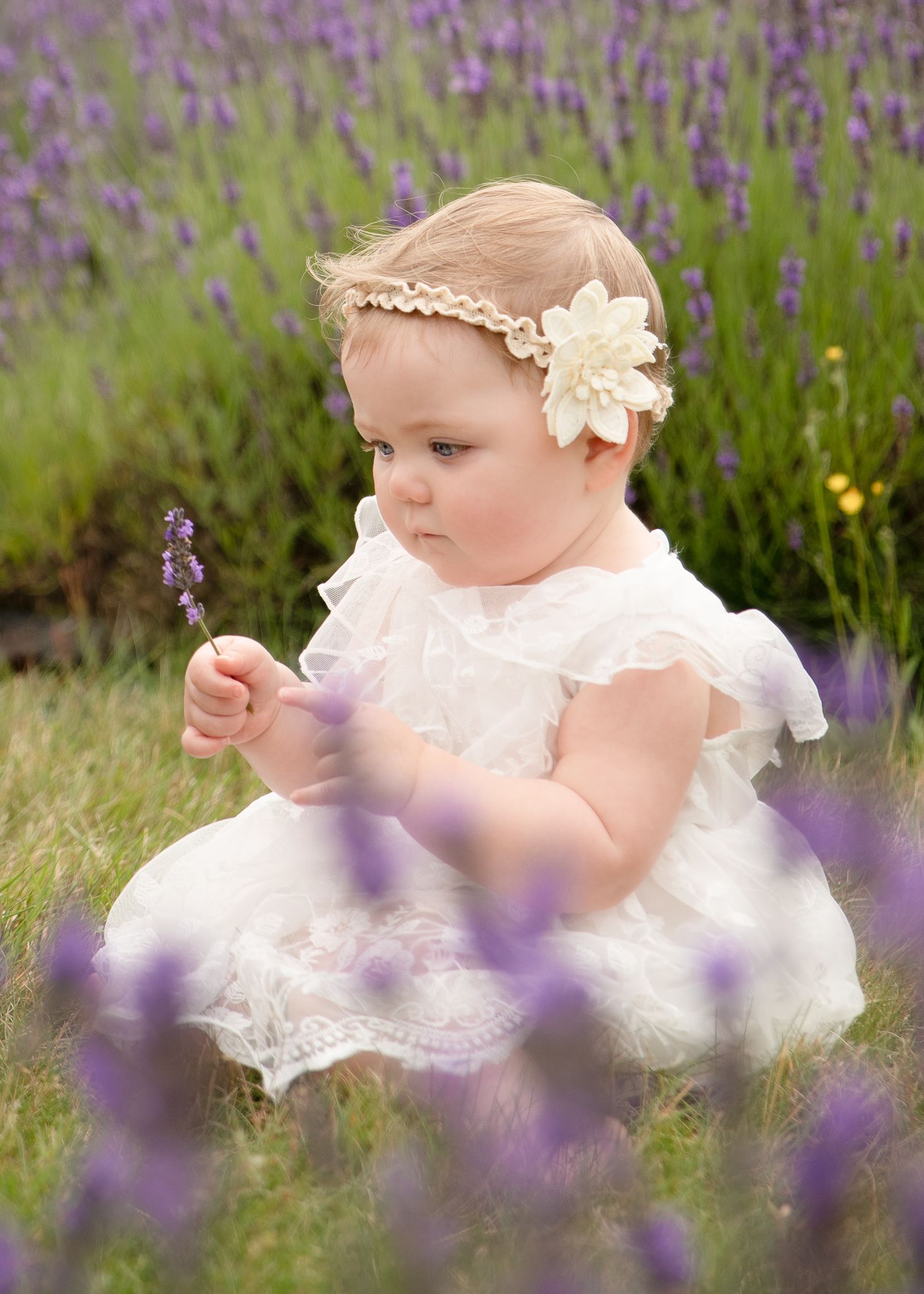 Small child in white lace dress sits among blooming purple lavender flowers.