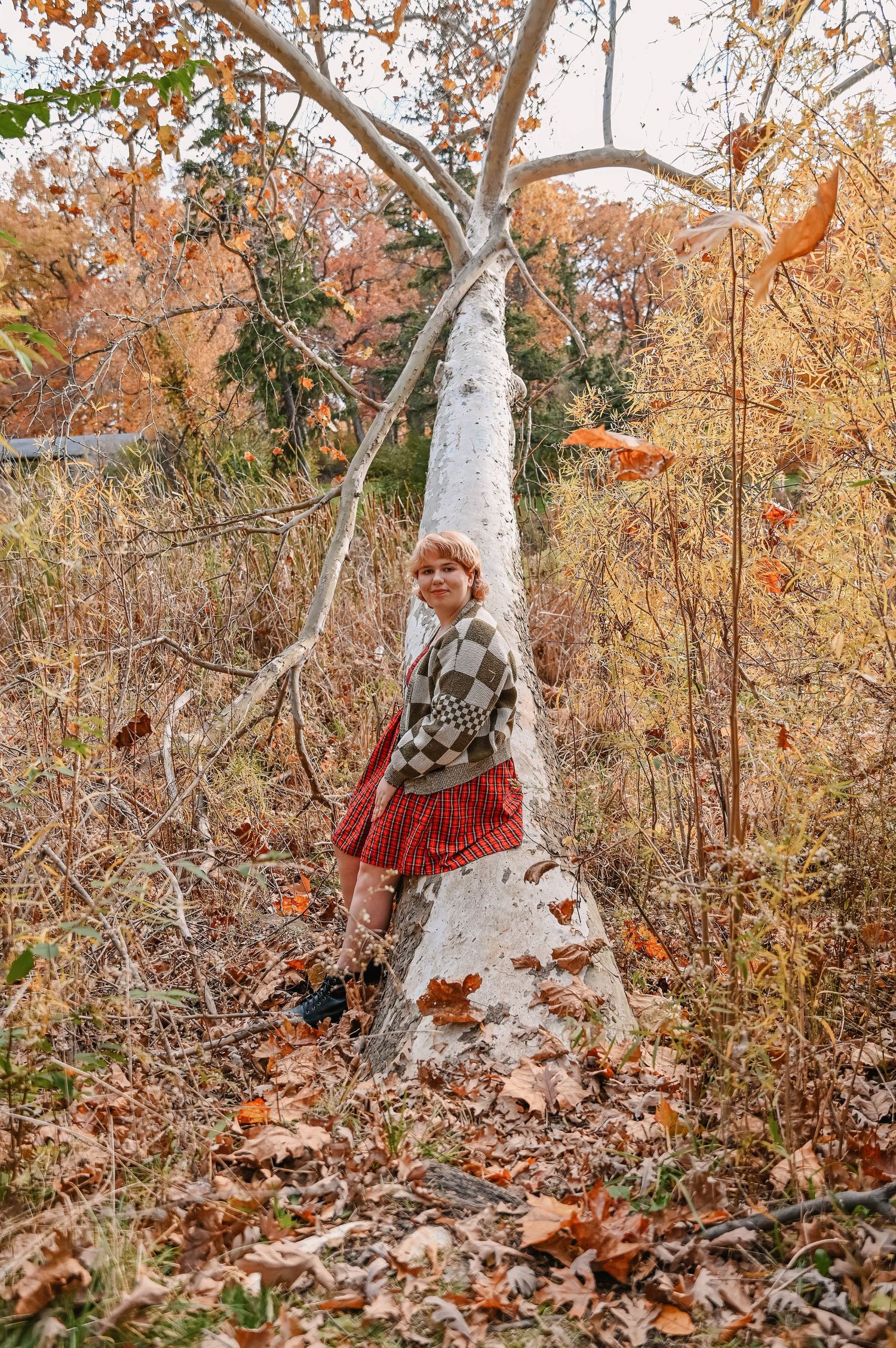 White birch tree trunks stand tall against autumn foliage.