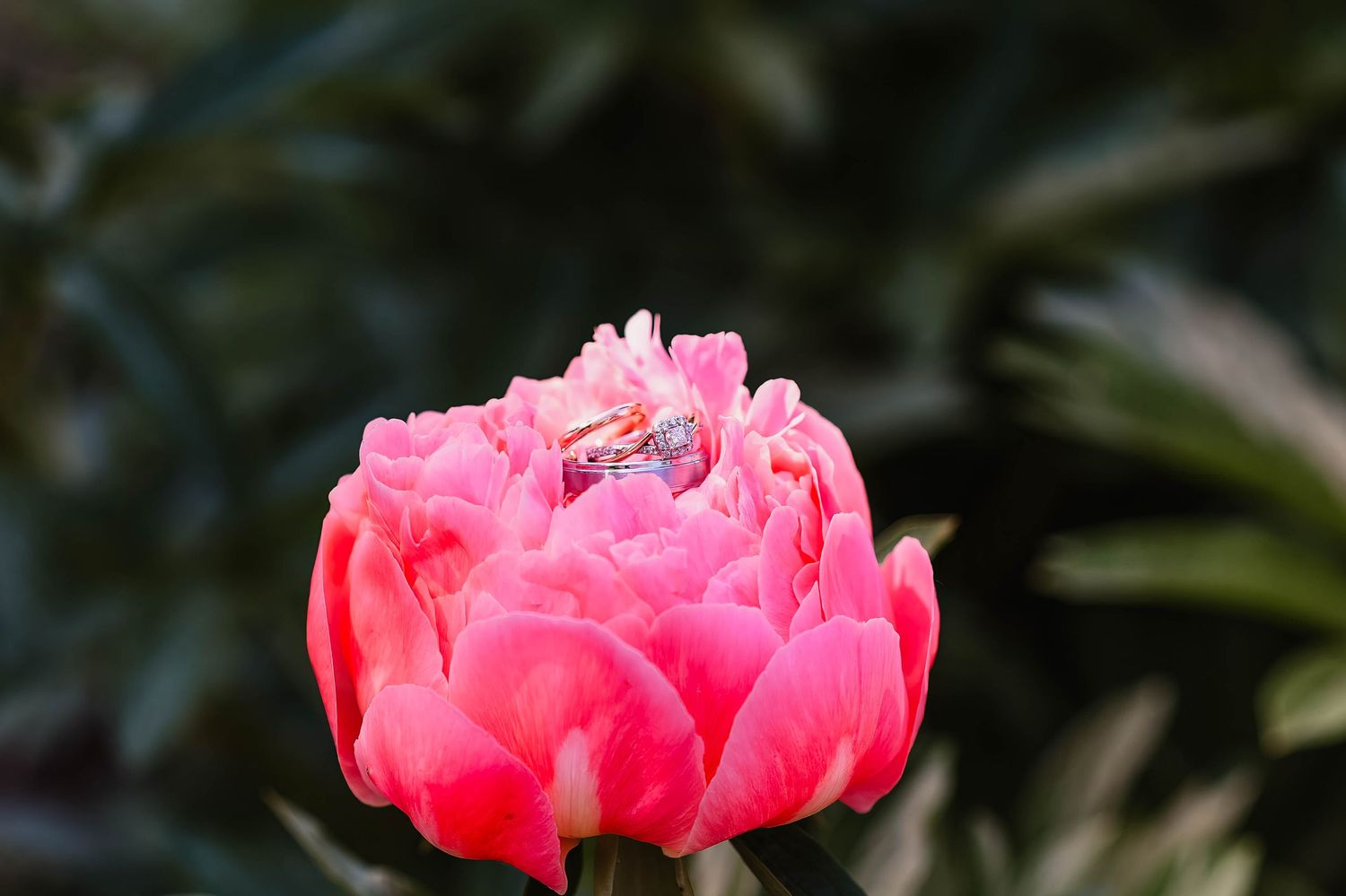 Close-up sequence of blooming pink peony flowers against dark background.