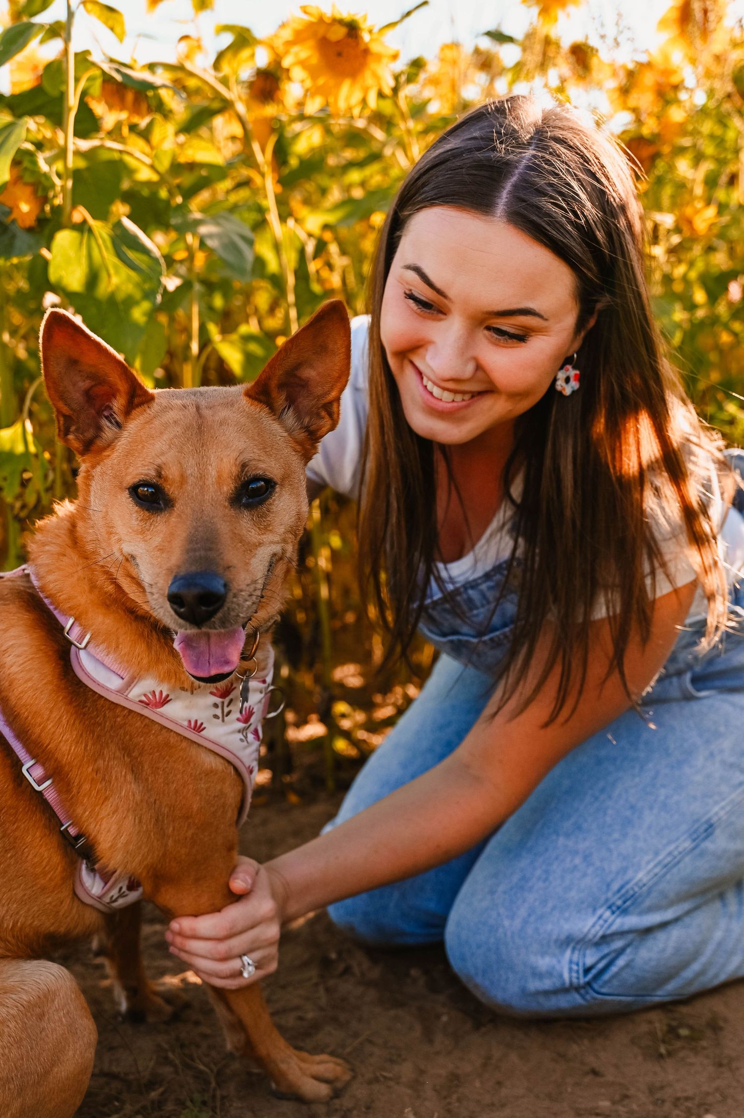 Happy brown dog playing outdoors with companion in golden autumn sunlight.