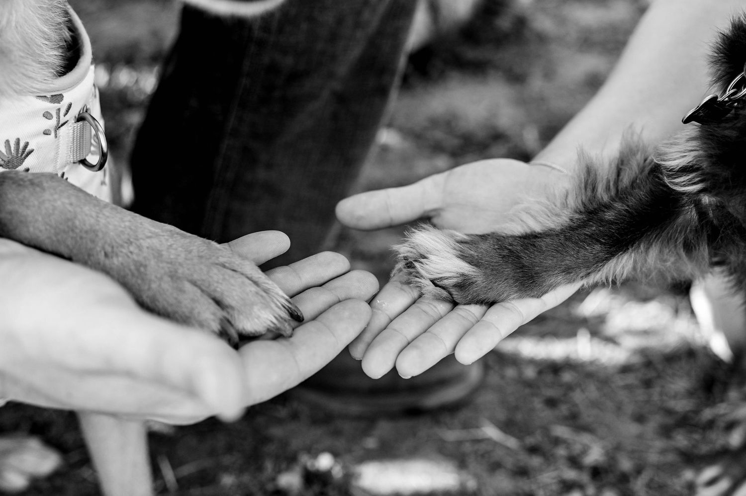 Black and white images of hands gently interacting with a dog.