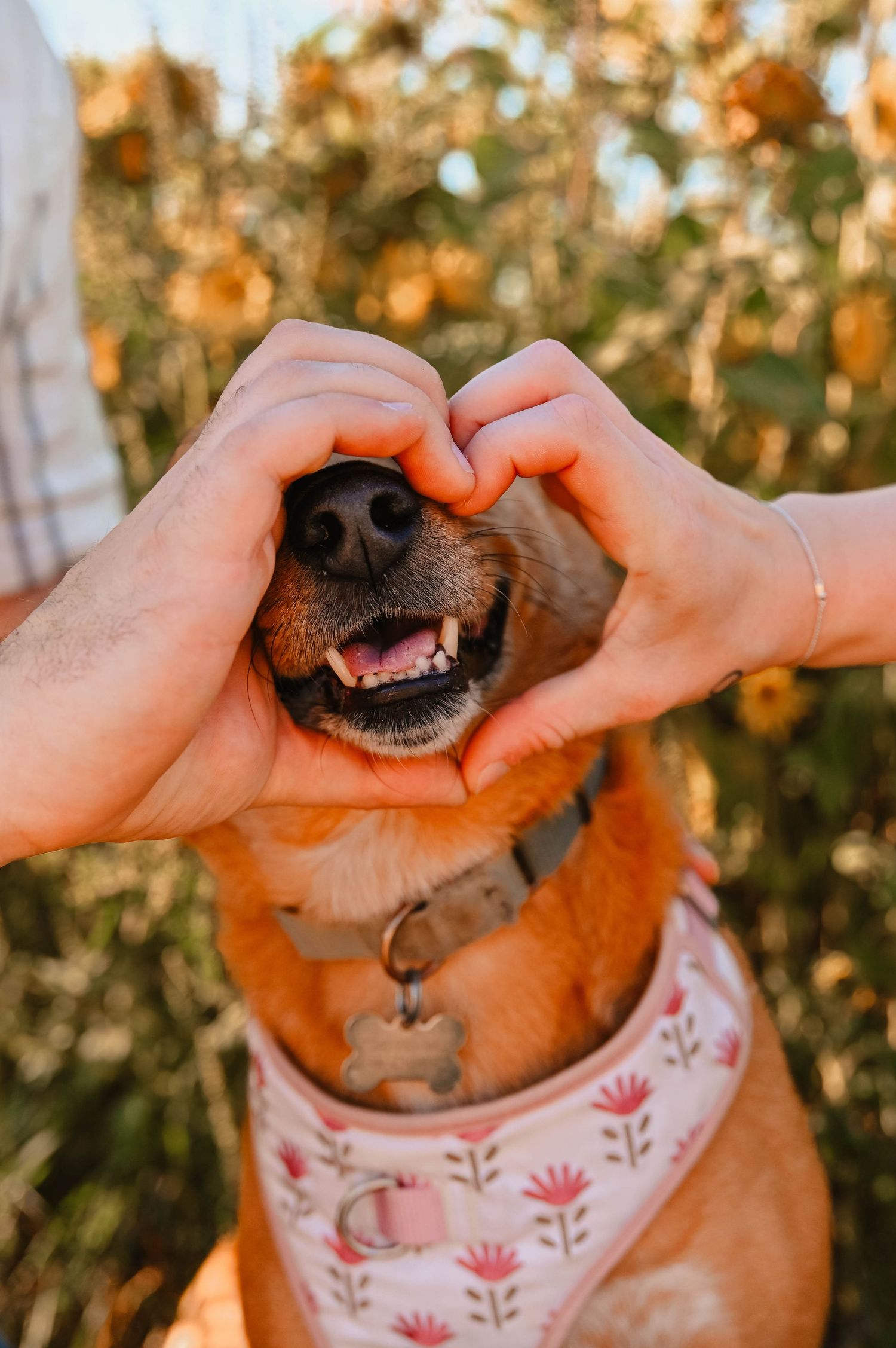 Close-up shots of dog's nose being playfully squeezed in sunlit setting.