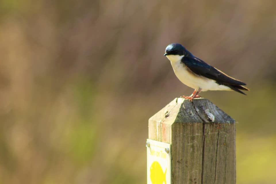 Birds perched on wooden posts along a waterfront with tall grass in the background.
