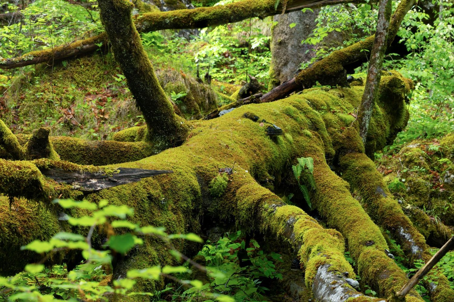 Wald