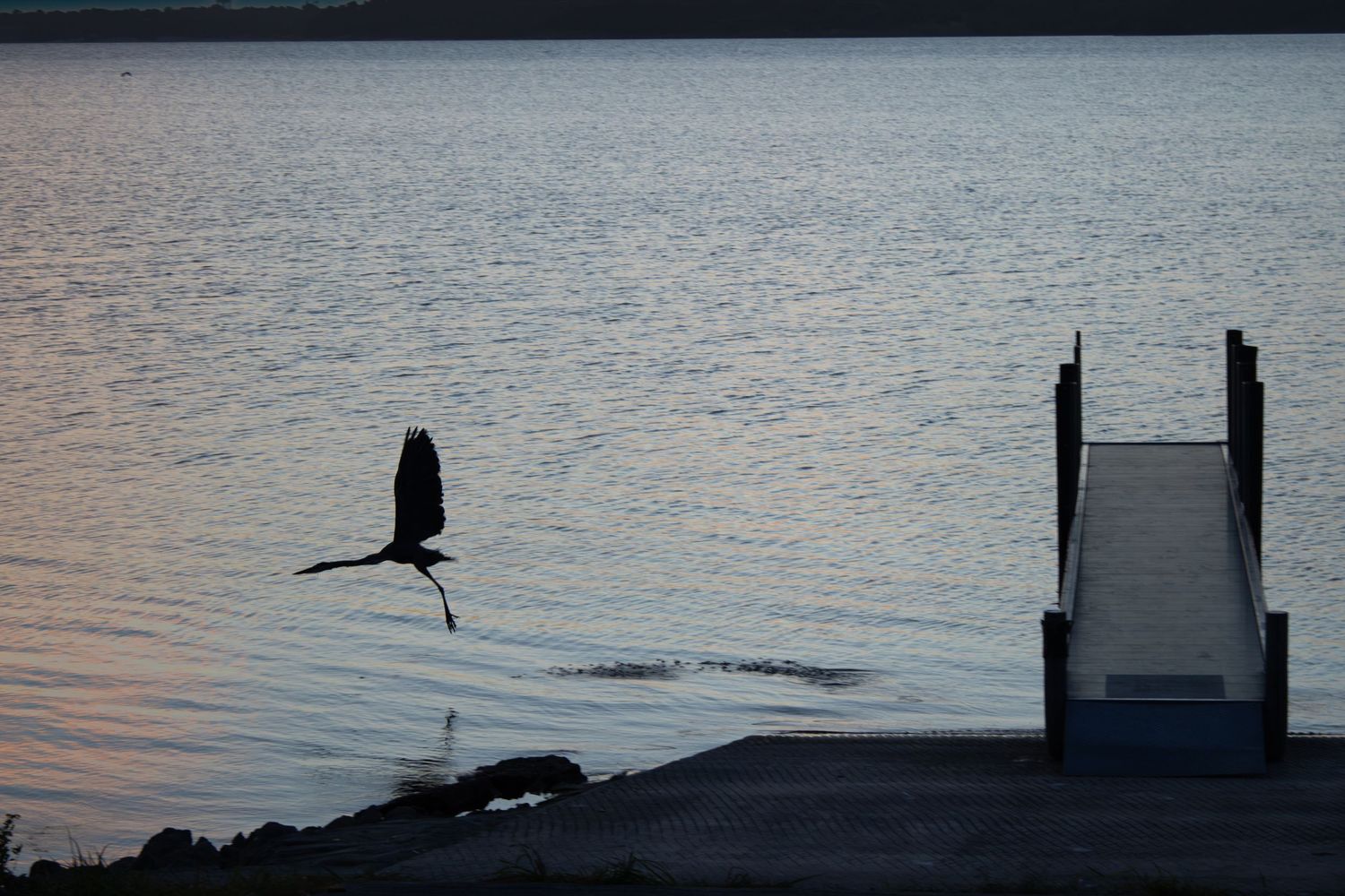 Bird silhouetted on the water beside a dock at sunset