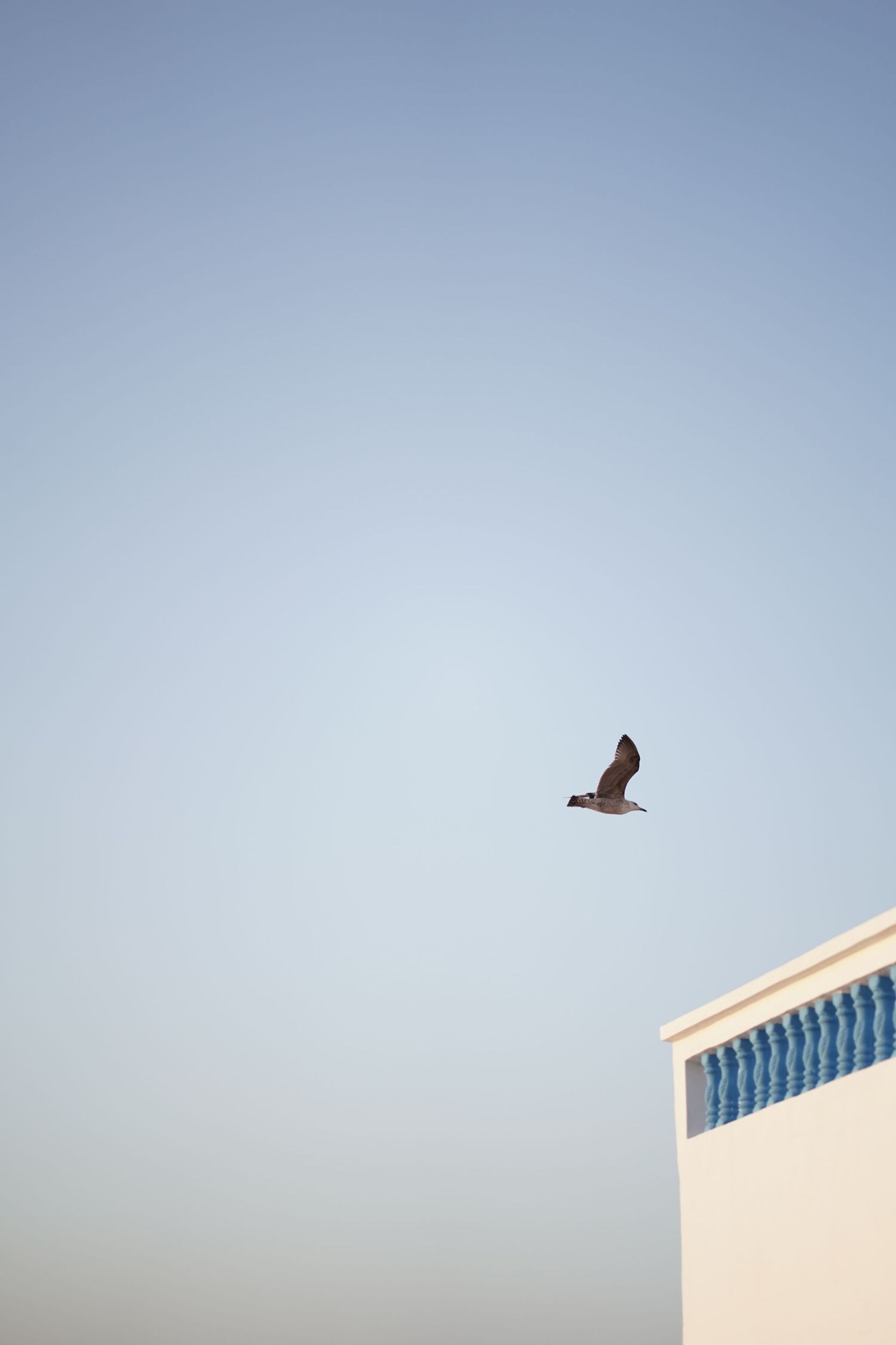 A seagull soars over a white building with blue trim against a clear sky.