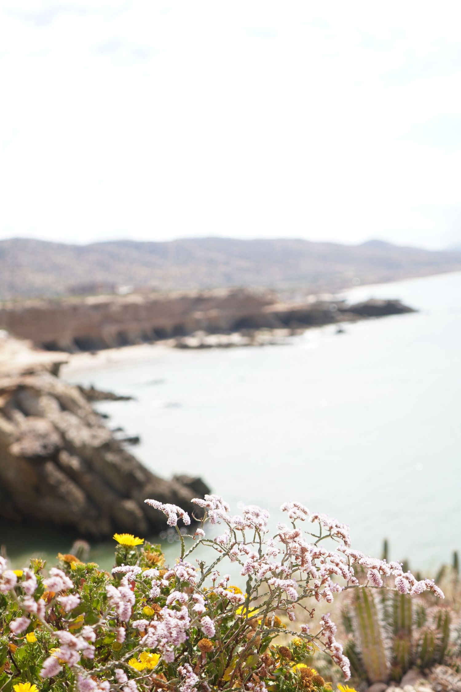 Pink and yellow wildflowers bloom in foreground with rocky Mediterranean coastline in soft focus.
