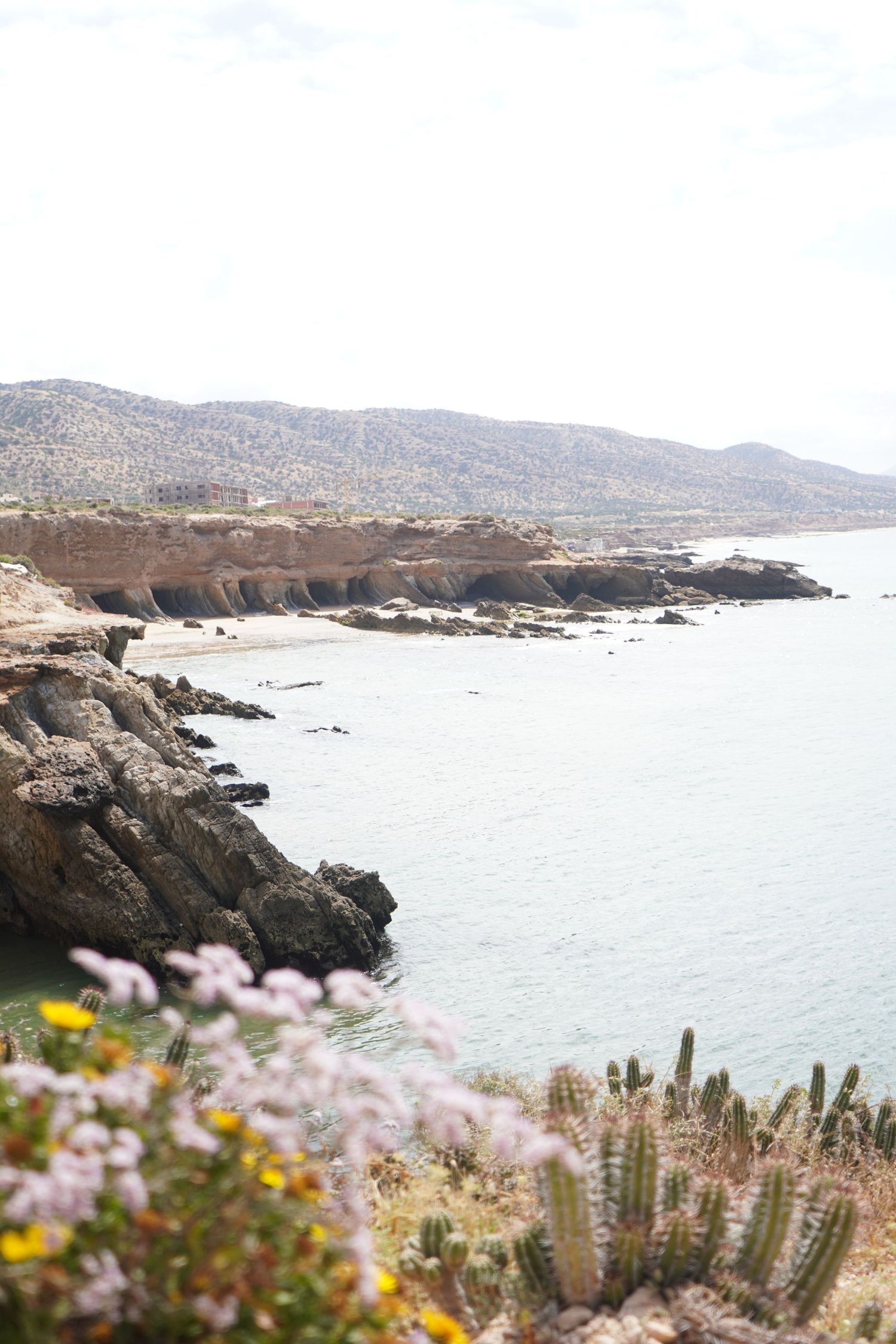 Rocky coastal cliffs overlook calm turquoise waters with mountains and wildflowers in foreground.