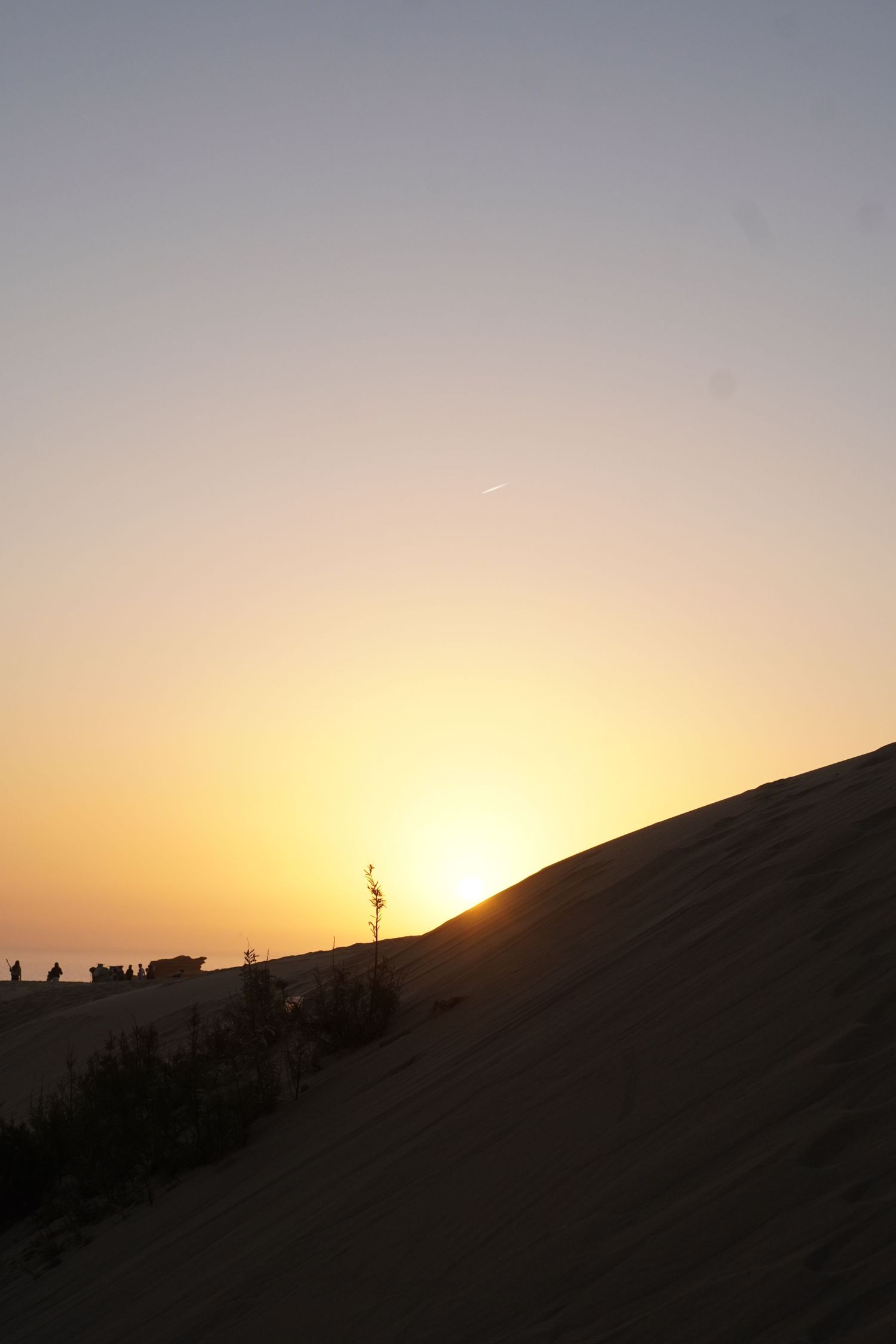 Silhouette of a desert sand dune with a lone plant against a golden sunset sky.