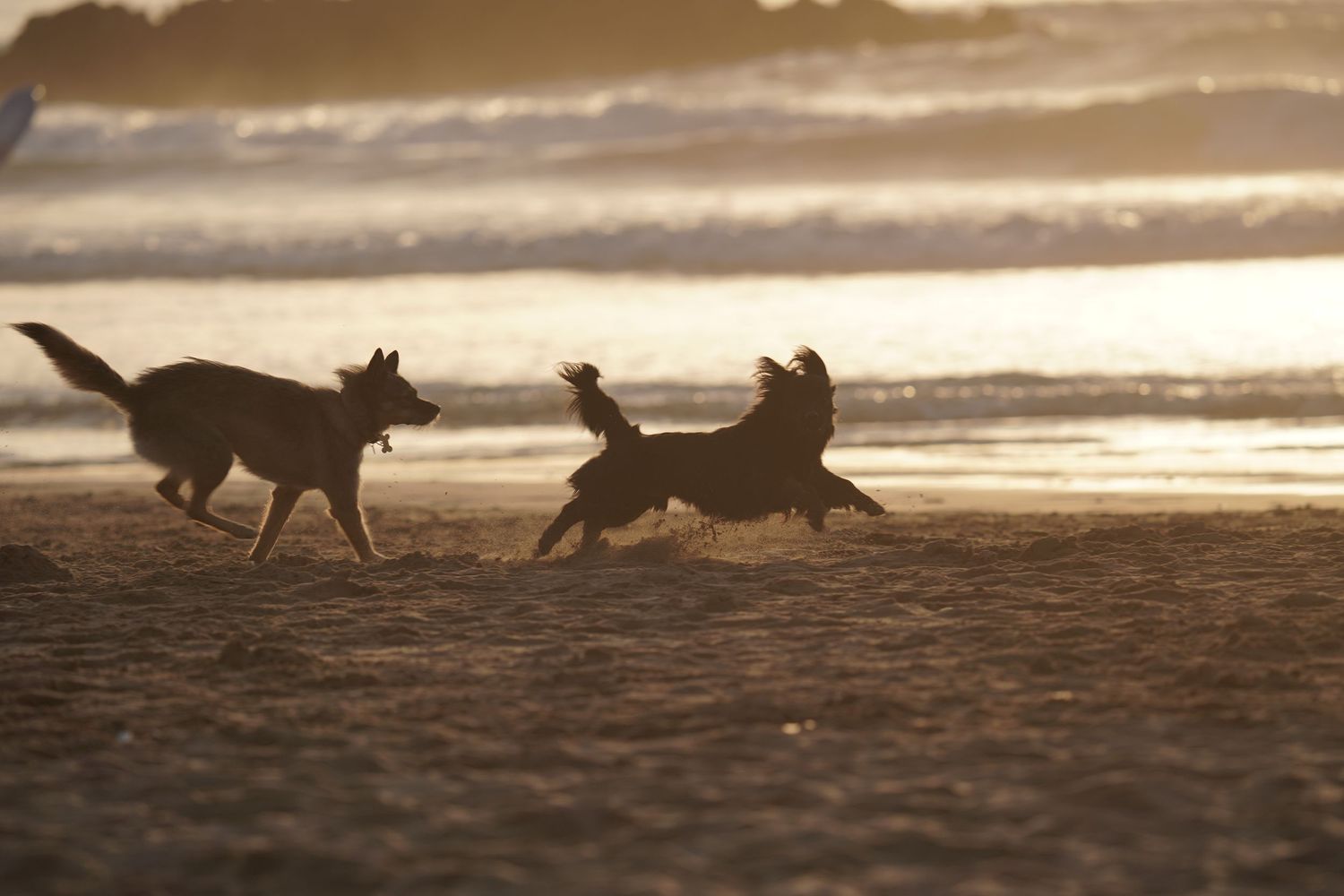 Two dogs playing and running on a sandy beach at golden sunset with ocean waves in the background.