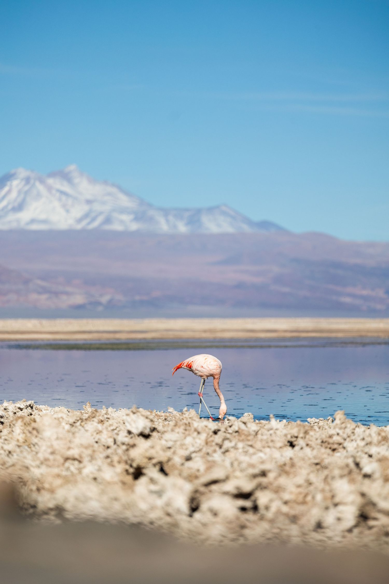 A row of stunning snow-capped mountains with a salt lake and flamingo in the Atacama Desert at Salar de Tara, Chile.