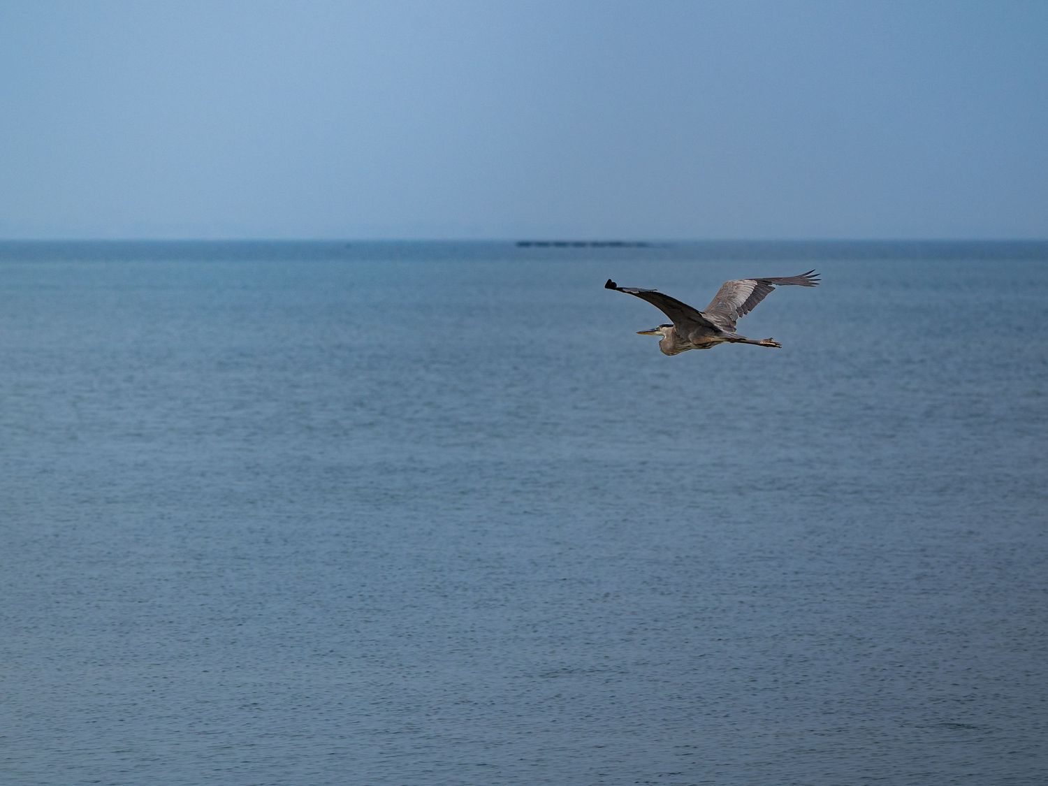 Great Blue Heron, taken in flight at South Padre Island. Photographer Jenn Rangel | JRange Photography