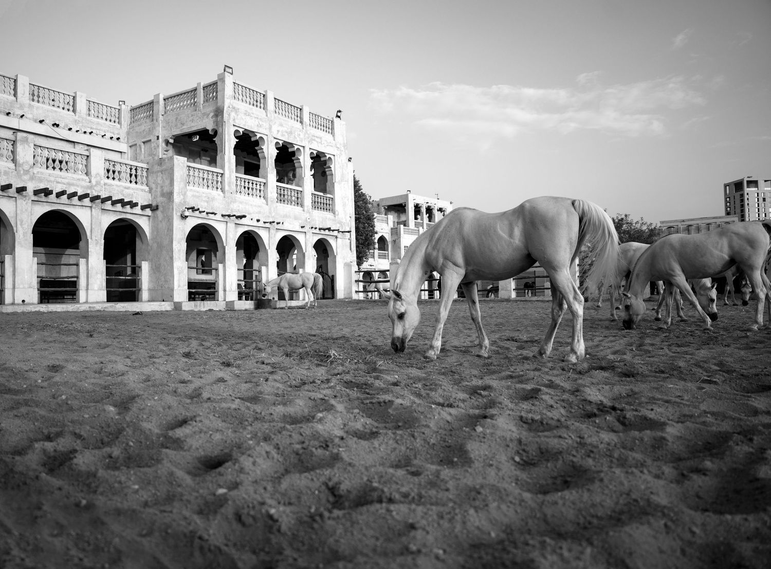 Black and white photo of white horses grazing in front of a grand Middle Eastern building with arched colonnades.