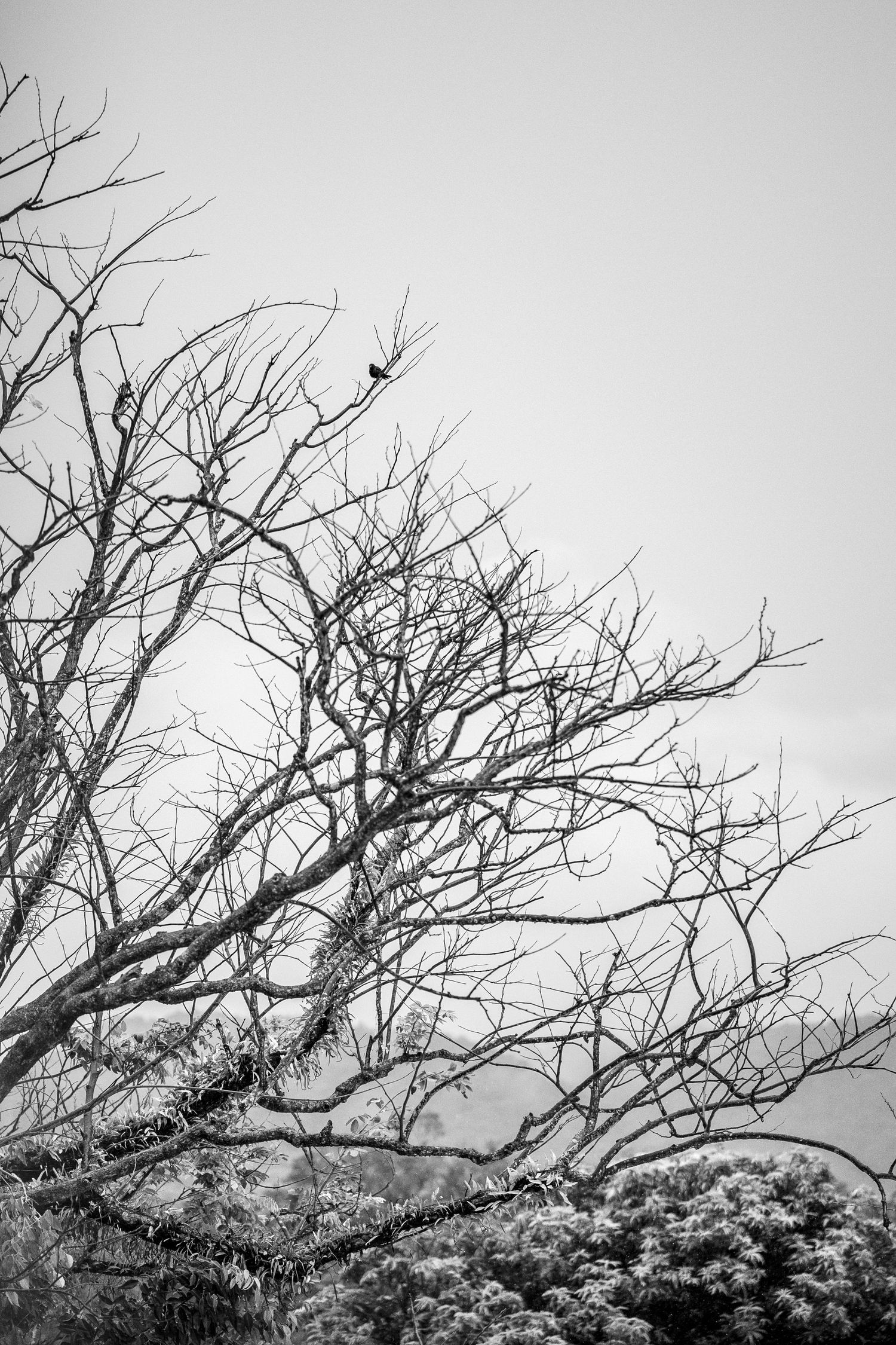 Black and white photo of bare tree branches against overcast sky with a small bird perched among the leafless limbs.