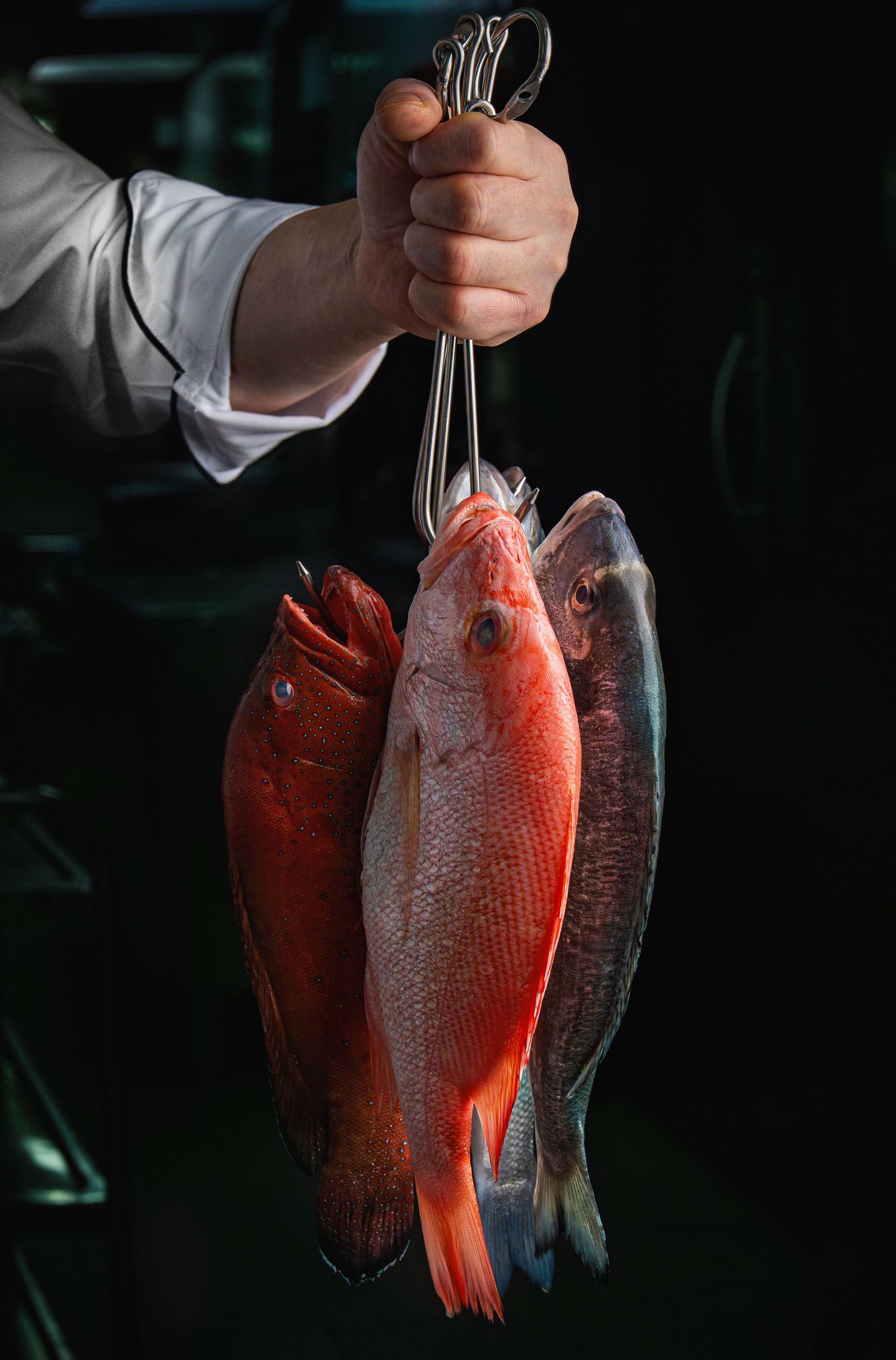 Chef holding three fresh red snapper fish on metal hooks against dark background.