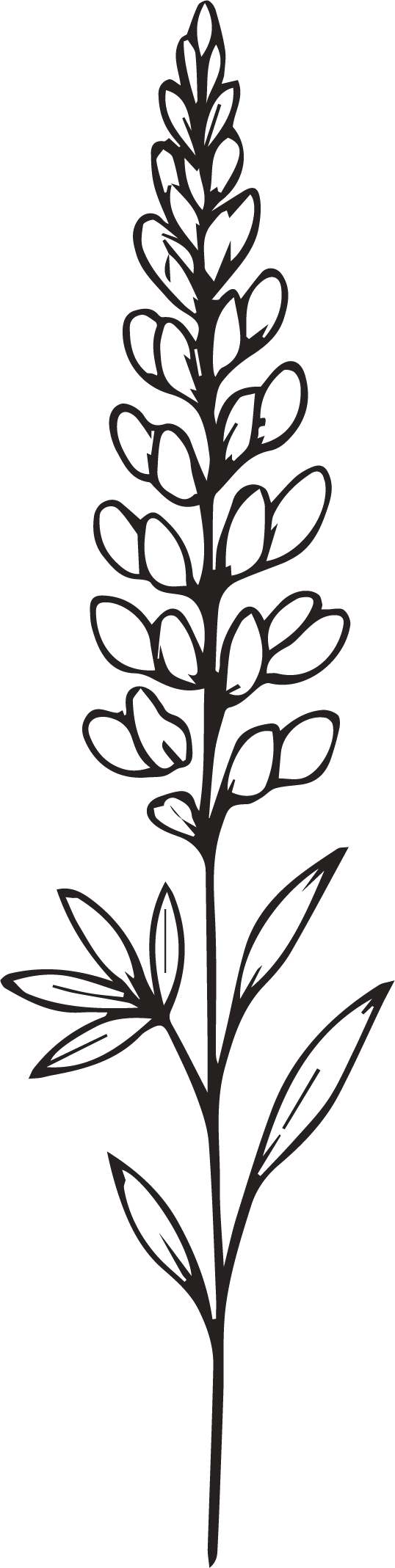 Kassidee Erin Photography Brand Element black and white line drawing of a lupine wildflower stem with blooming florets and leaves.