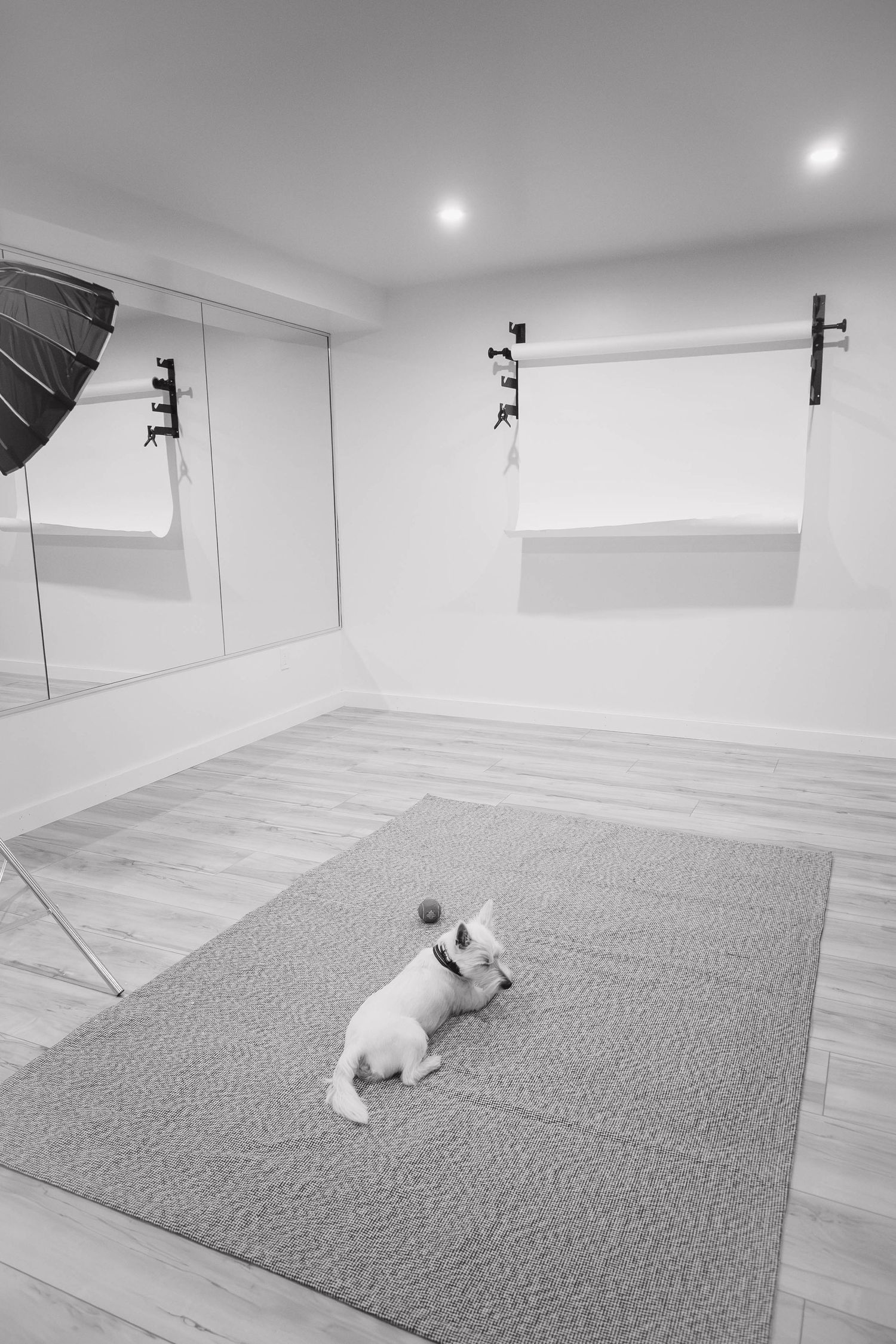 A white French Bulldog rests on a gray rug in a minimalist photography studio with white walls and lighting equipment.