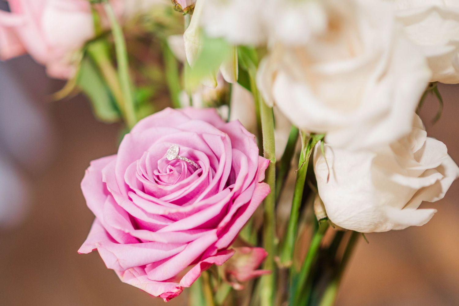 Rose with ring in it at Joiner Farms in Northern Cambria, Pennsylvania
