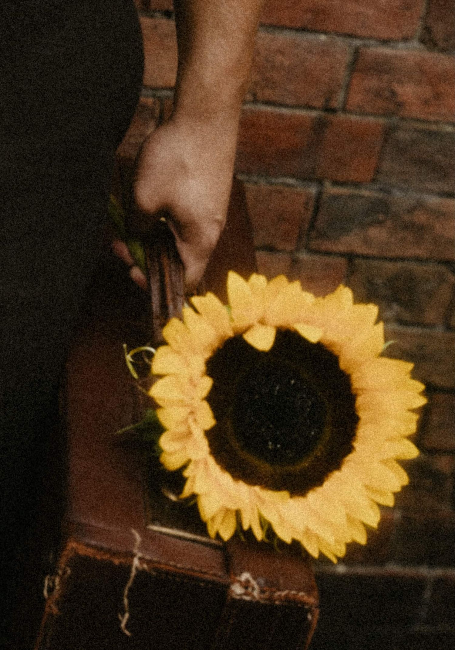 A hand holding a bright yellow sunflower against a rustic brick wall with a vintage brown suitcase.