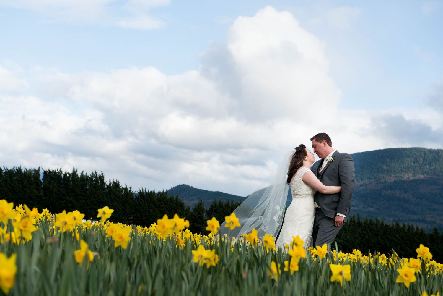 Bride and groom kissing in a field of yellow daffodils with mountain views in Chilliwack, British Columbia.
