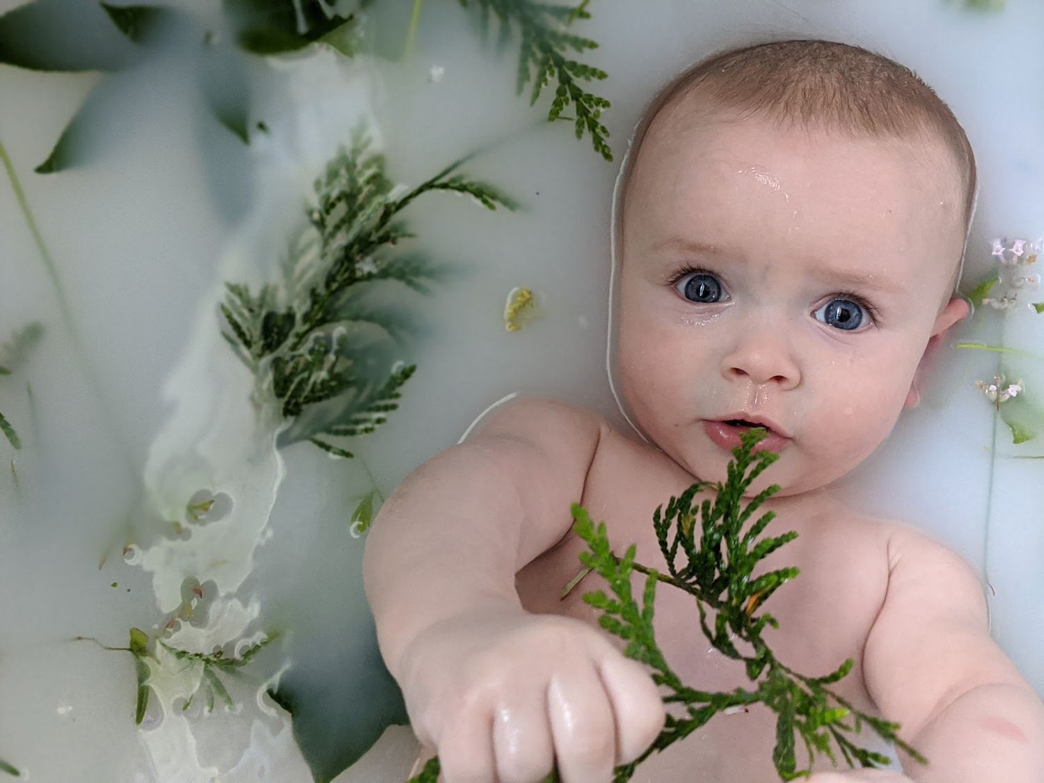 Baby sitting in a milk bath surrounded by greenery and white flowers during a milestone portrait session.
