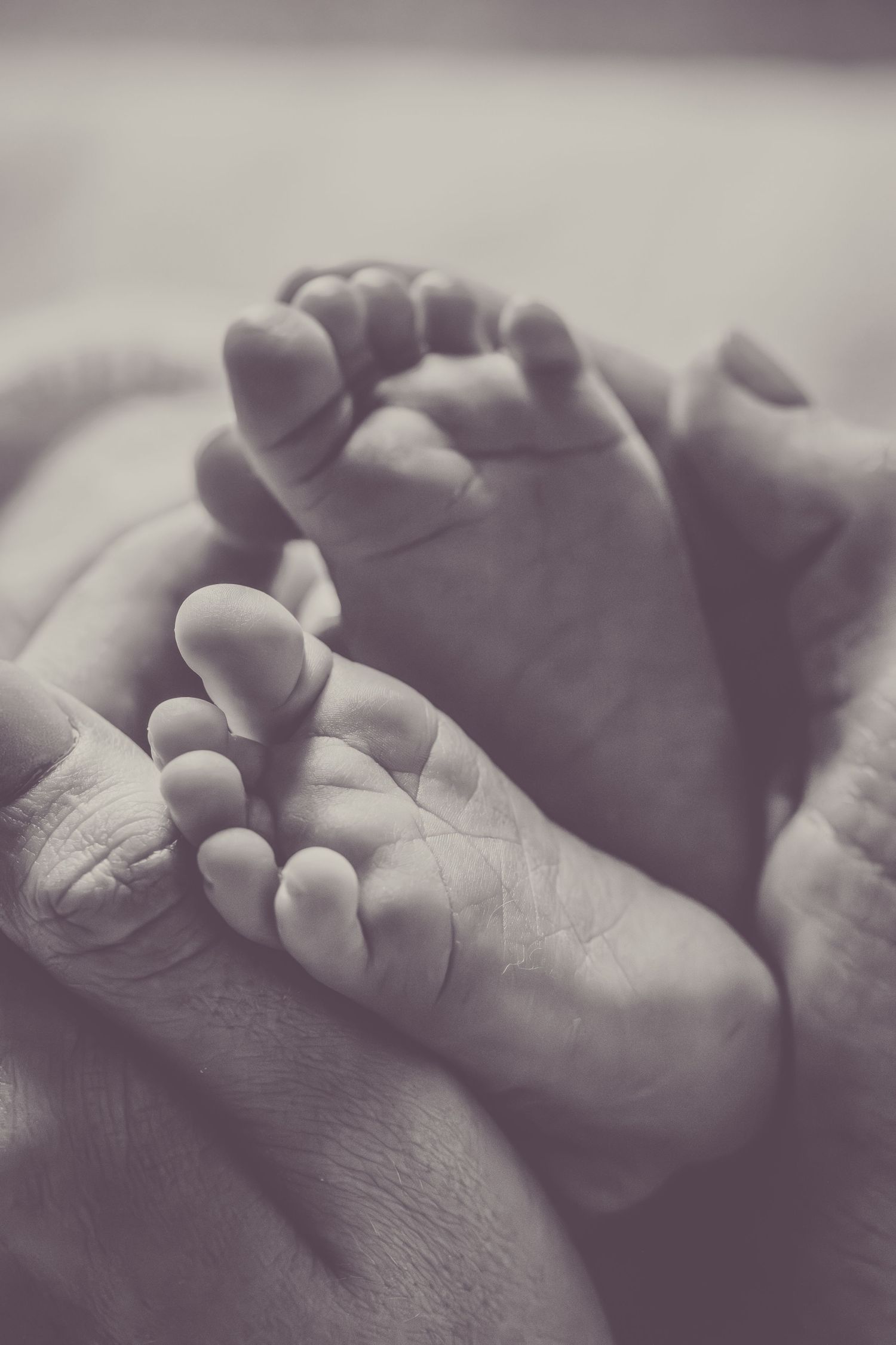 Close-up of tiny baby feet cradled in adult hands in black and white.