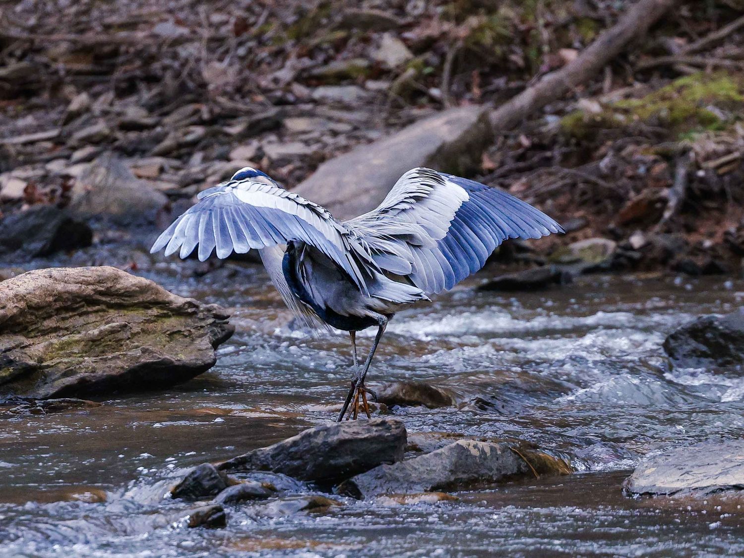 Wildlife photography capturing blue heron in motion along stream for nature storytelling and environmental imagery