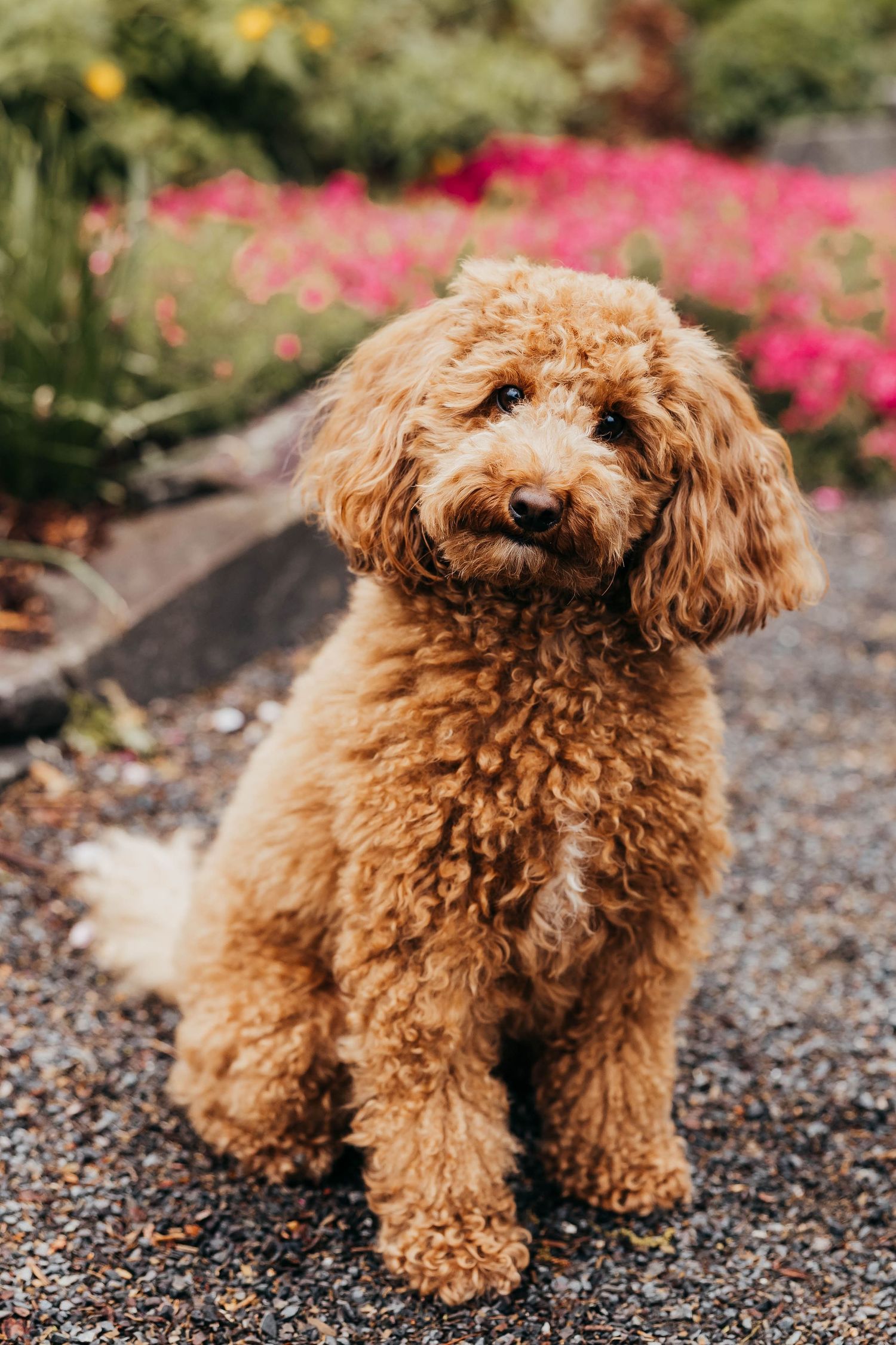 A golden brown goldendoodle puppy sits on gravel path with pink flowers blooming in the background.