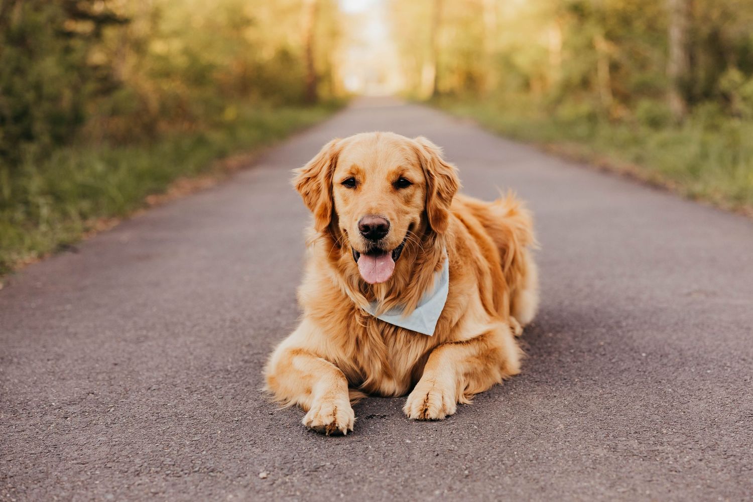 Golden retriever dog wearing a blue bandana lies on a paved path during golden hour sunset.