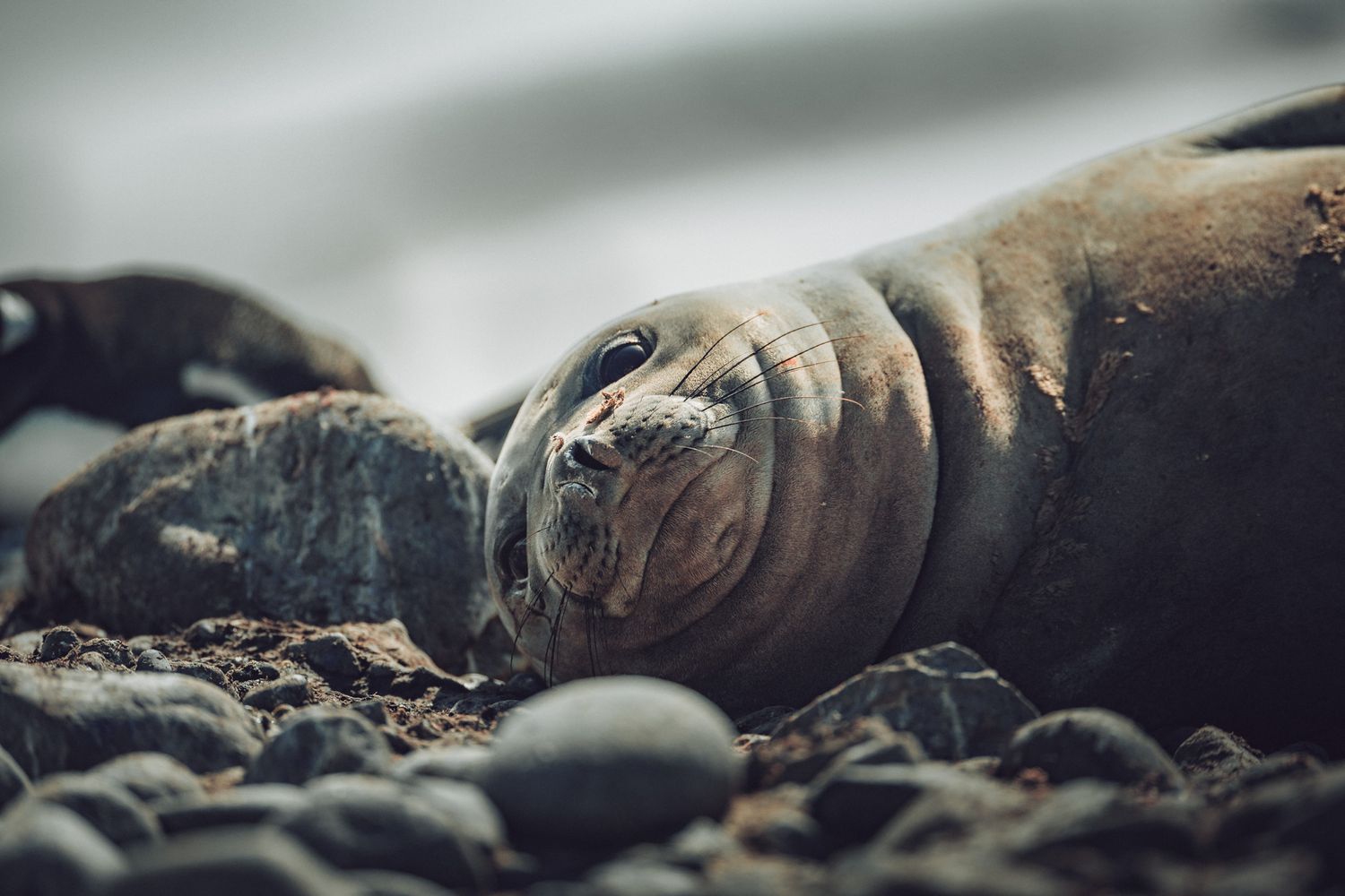 A young seal pup resting on rocky beach shore in close-up view with shallow depth of field.
