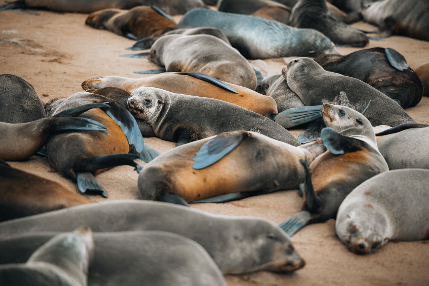 Large group of sea lions resting and sunbathing together on sandy beach along the coast.