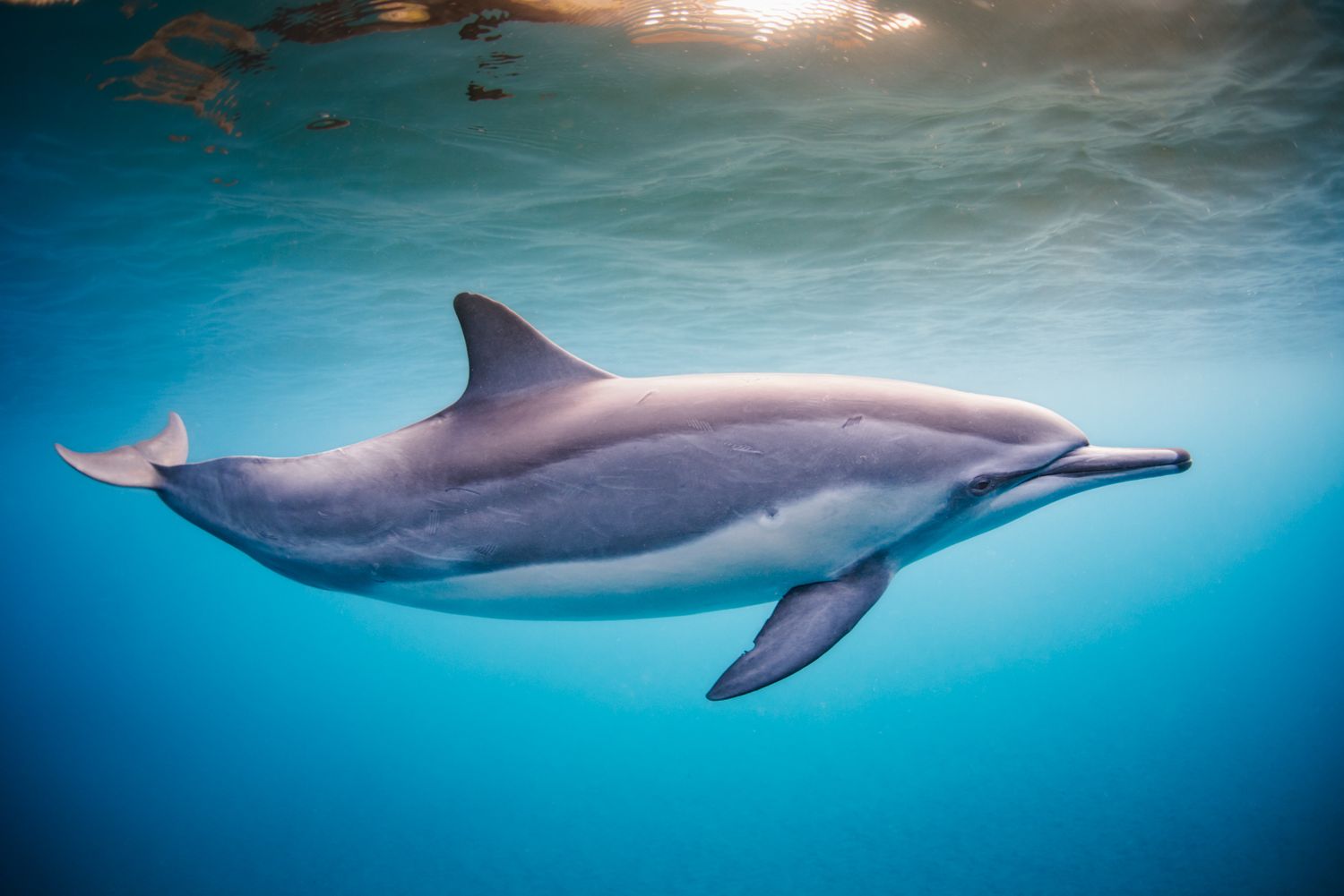 A bottlenose dolphin glides gracefully through clear turquoise waters illuminated by sunlight from above.