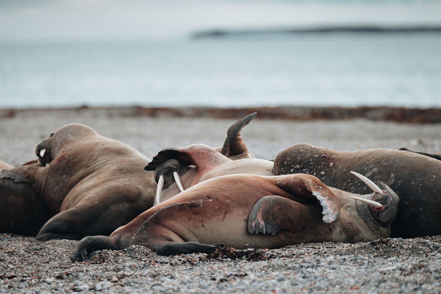 A group of walruses resting together on a sandy beach under an overcast sky.