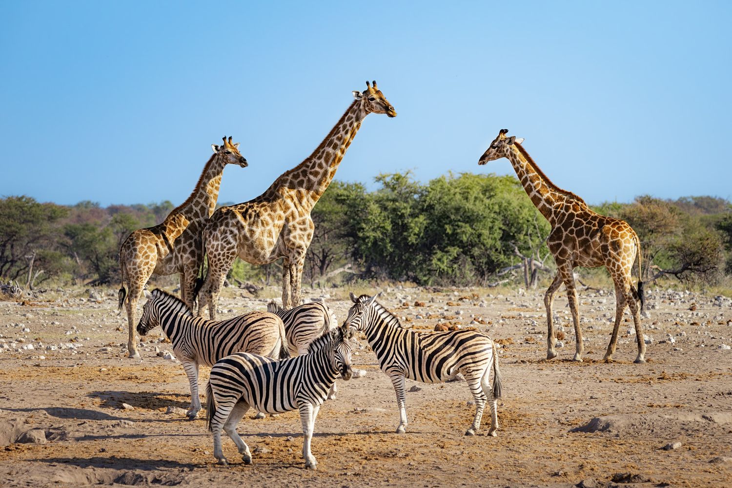 Giraffes and zebras gather together at a waterhole in the African savanna under blue skies.