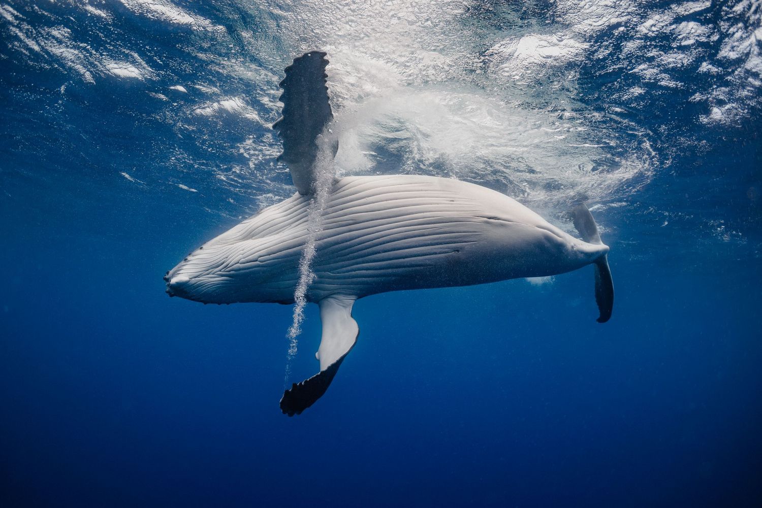 A majestic humpback whale glides gracefully beneath the ocean surface in crystal clear blue waters.