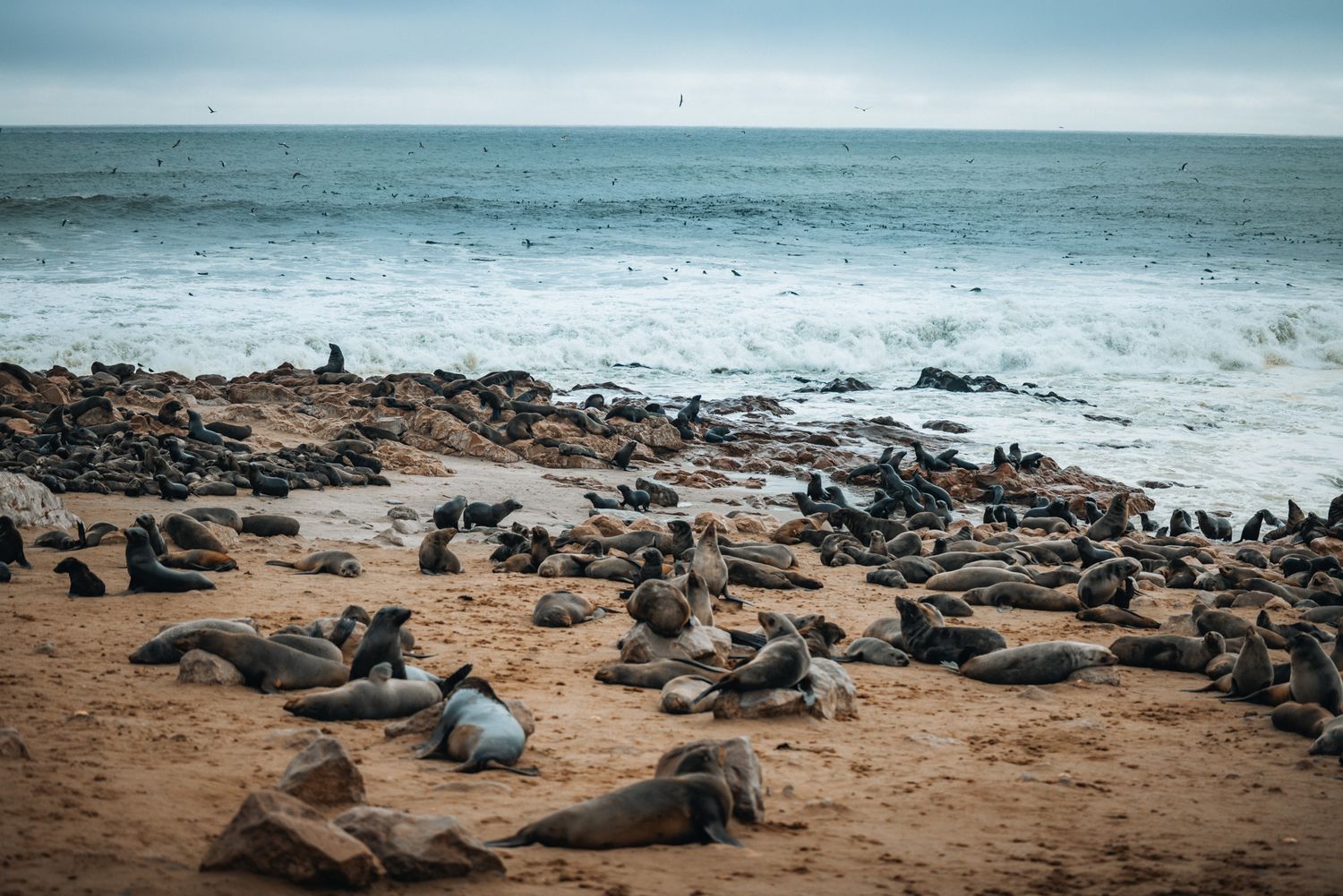 A colony of seals resting on a sandy beach along the Atlantic Ocean with waves crashing in the background.
