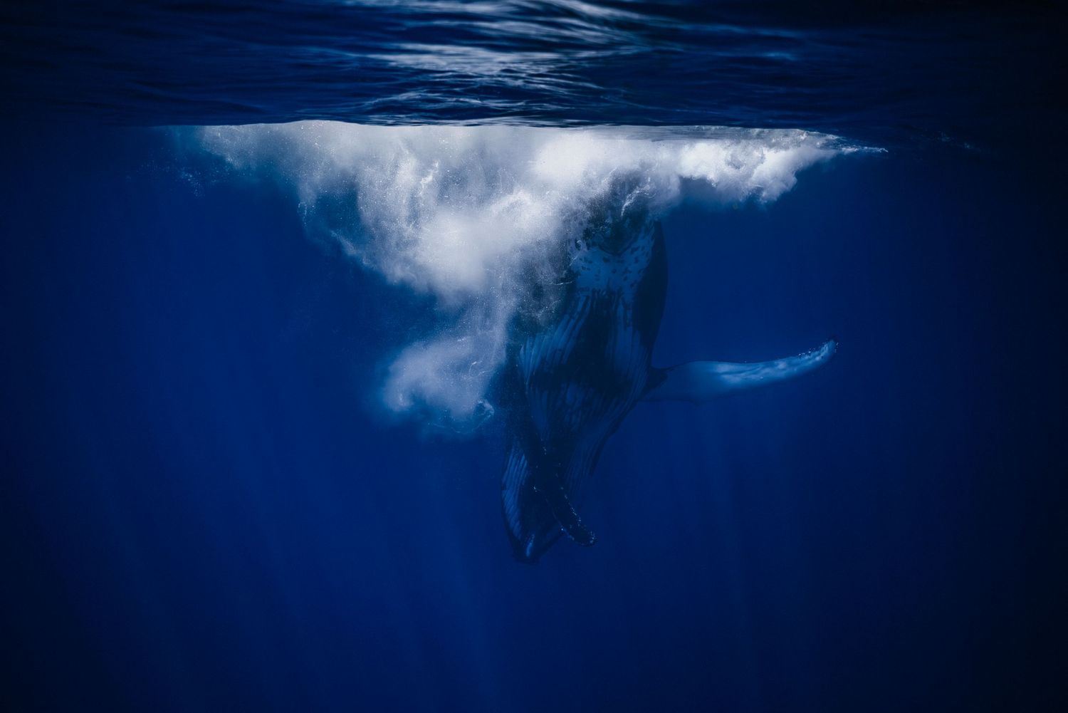 Dramatic underwater view of a humpback whale diving in deep blue ocean waters.
