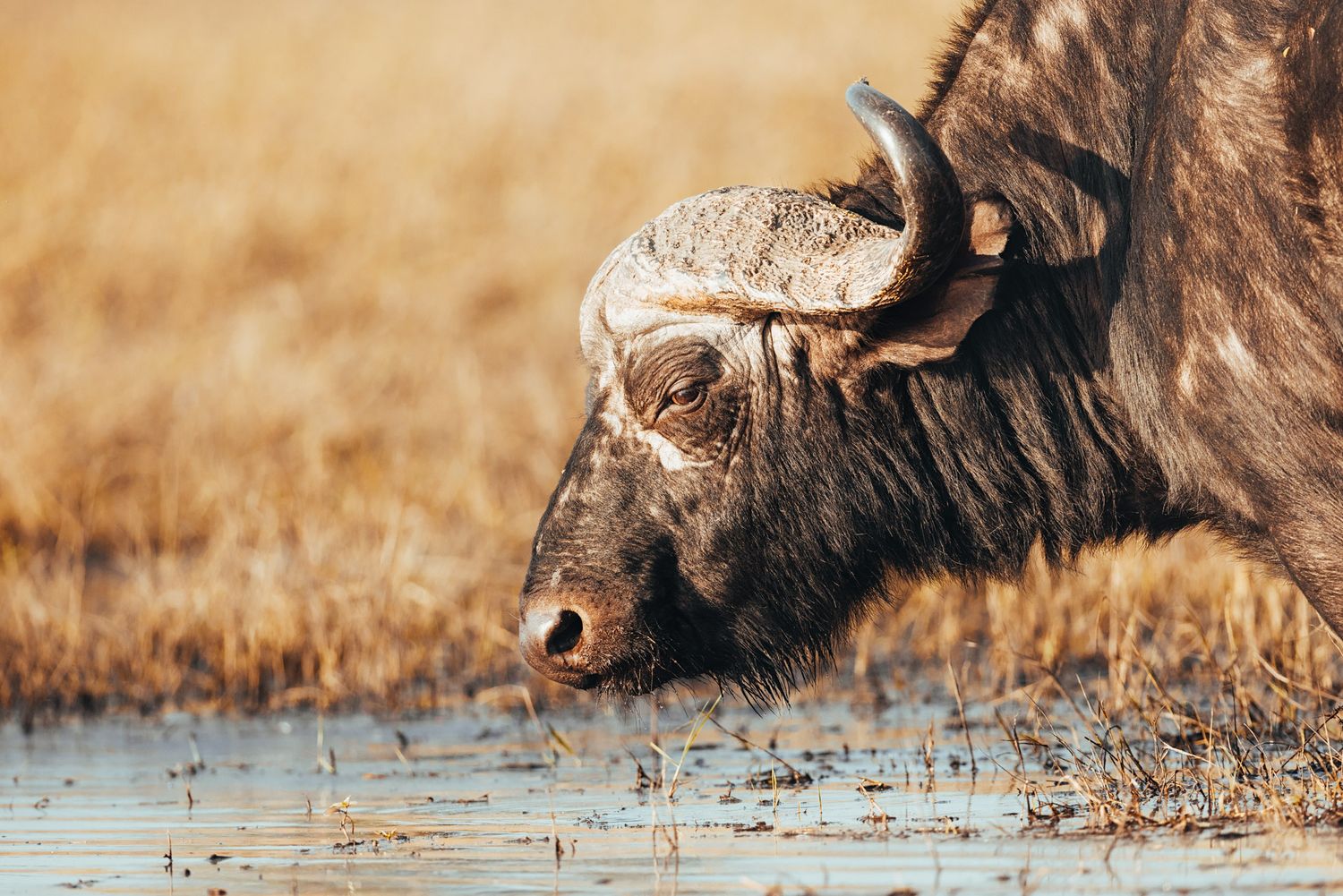 A close-up of a cape buffalo drinking water from a watering hole in dry savanna grassland.