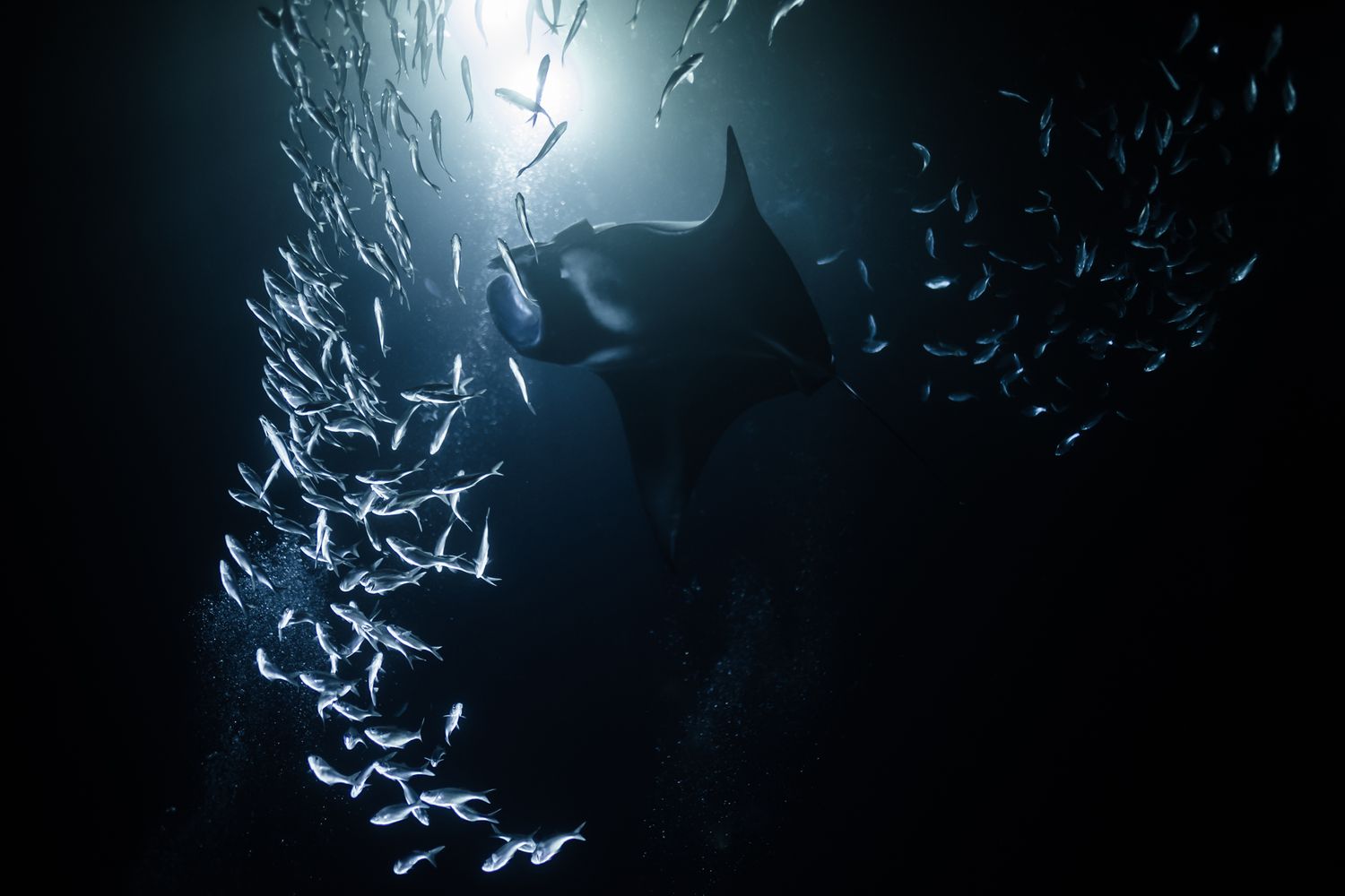 Underwater silhouette of a shark surrounded by schools of small glowing fish in dark blue water.