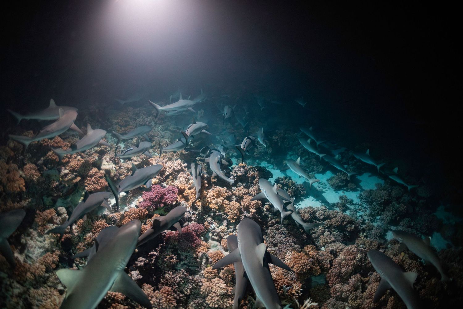 Multiple sharks patrol over a colorful coral reef in dimly lit ocean depths.