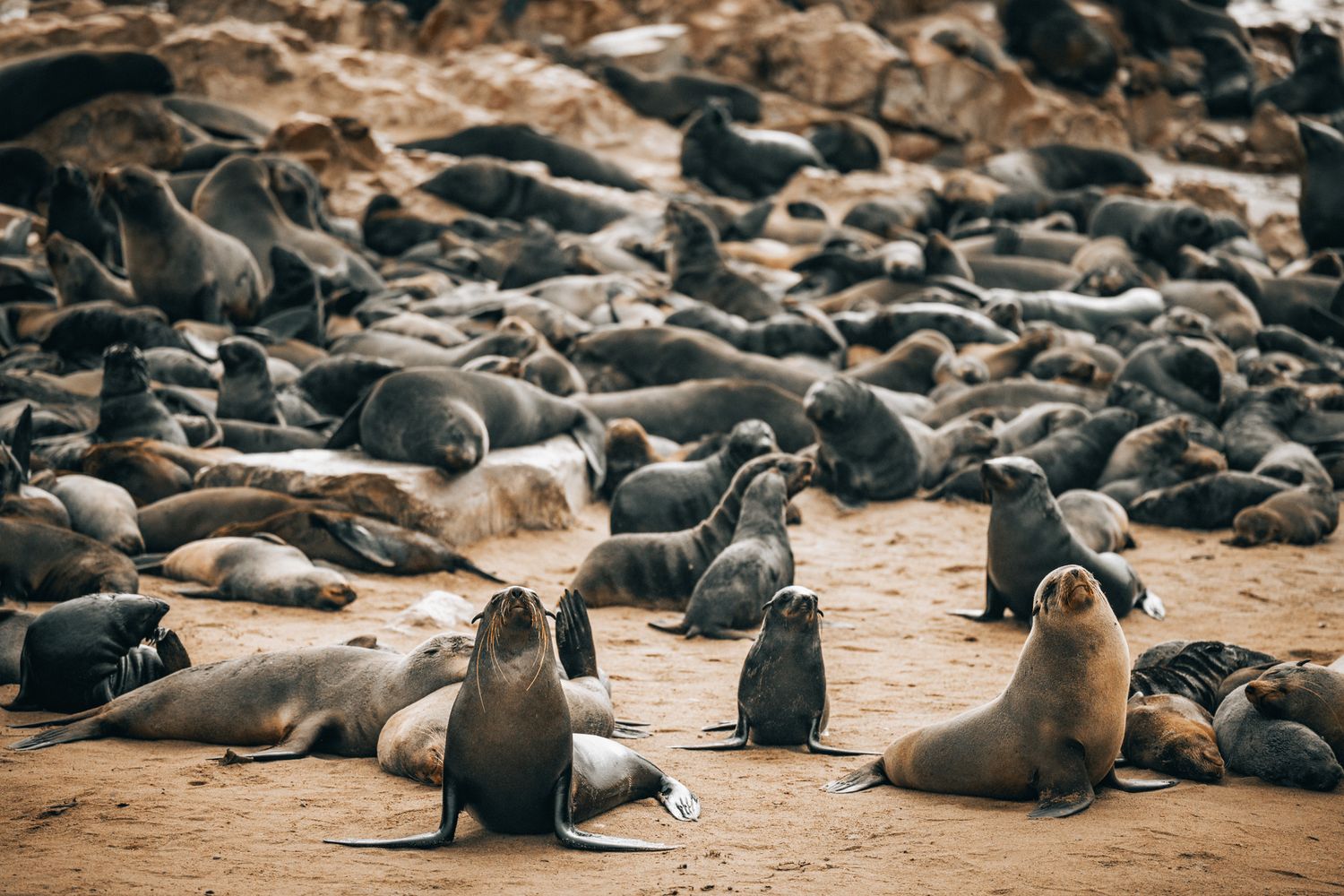 A colony of seals lounging on a sandy beach with their pups scattered among the rocky shoreline.