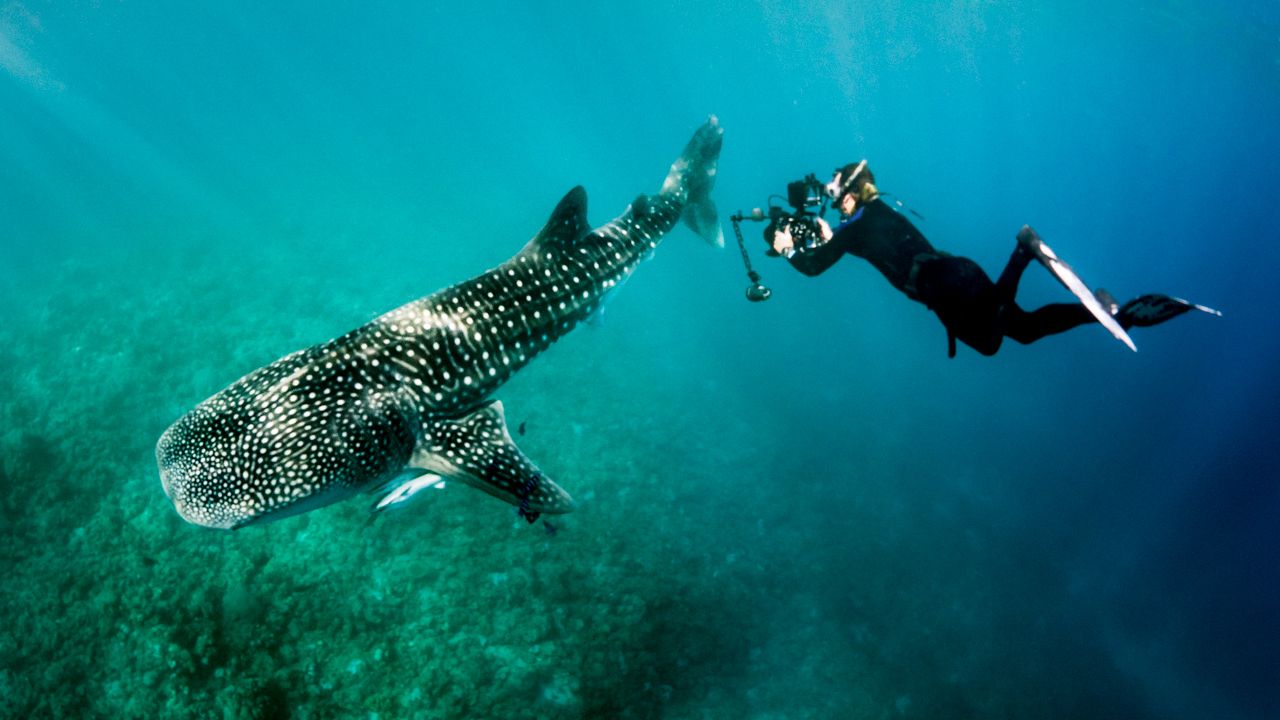 Freediver swimming next to massive whale shark in clear turquoise ocean waters.