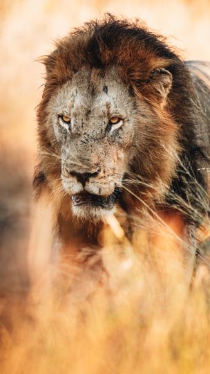 Close-up portrait of a male lion with battle-worn face in golden grassland.
