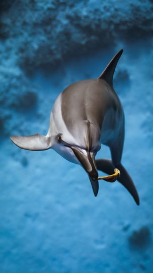 Close-up underwater view of a bottlenose dolphin swimming against a deep blue background.