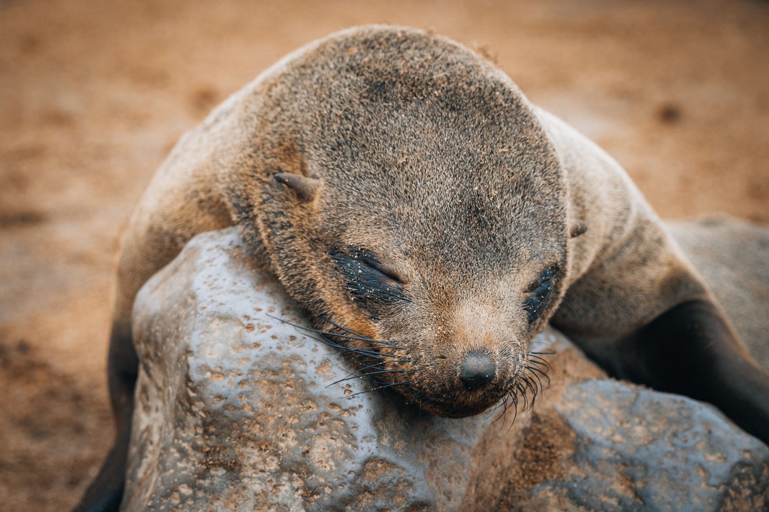 Close up of a sleeping seal pup resting its head on a rock with brown sandy background.