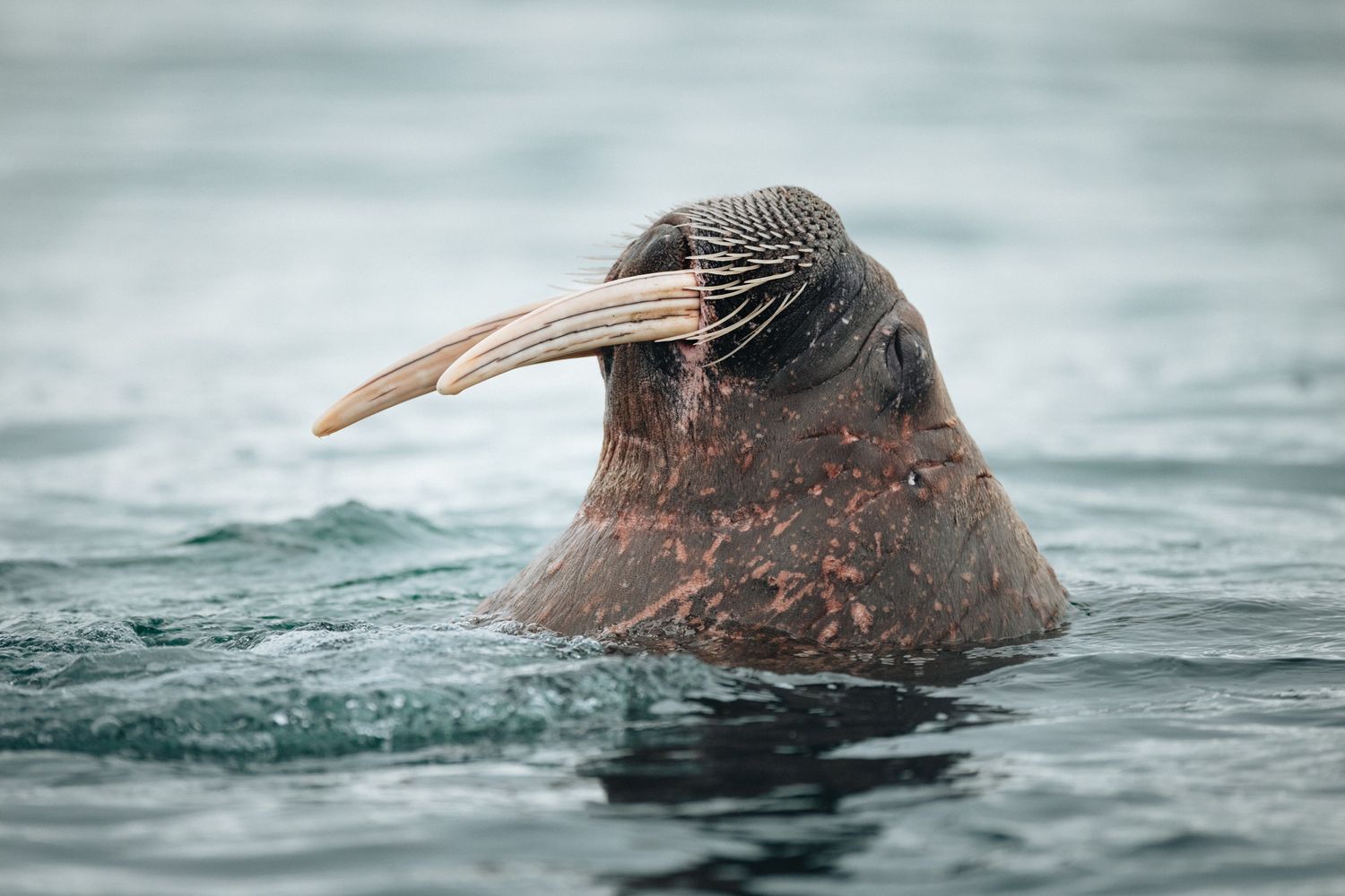 A close-up view of a Northern Giant Petrel bird swimming in dark ocean waters with its distinctive hooked beak visible.